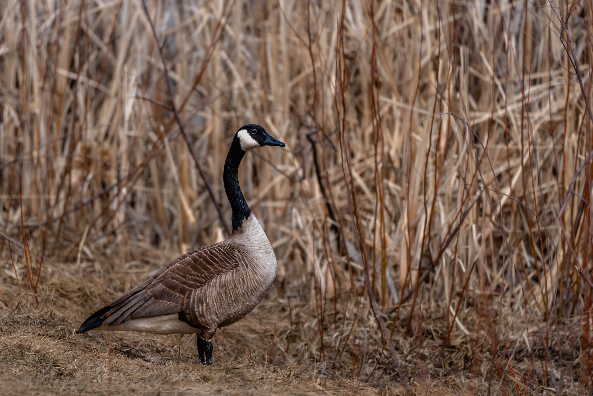 Canada Goose - A7R8758