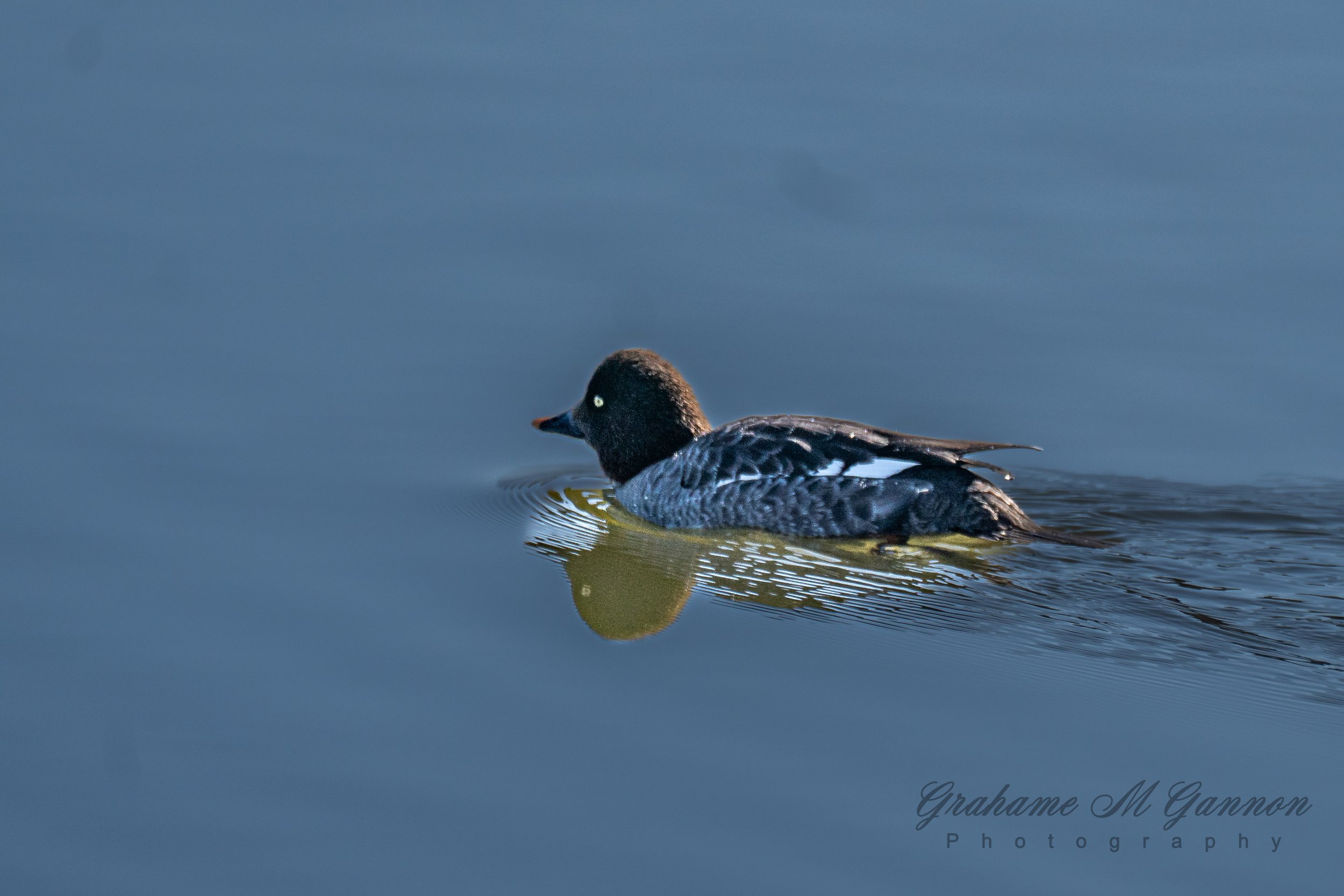 Common Goldeneye (Female) - A7R8980