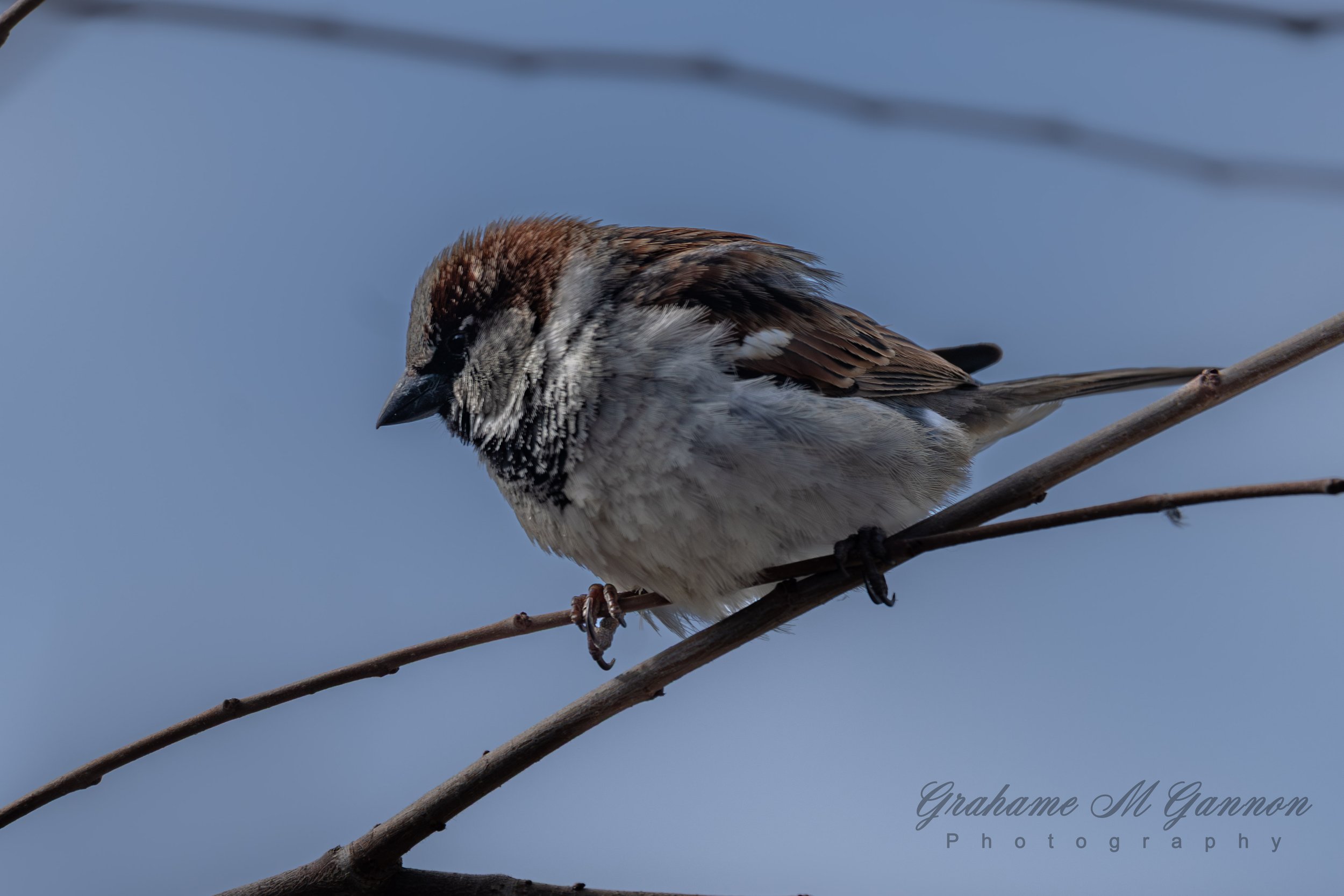 House Sparrow (Male) - A7R8632