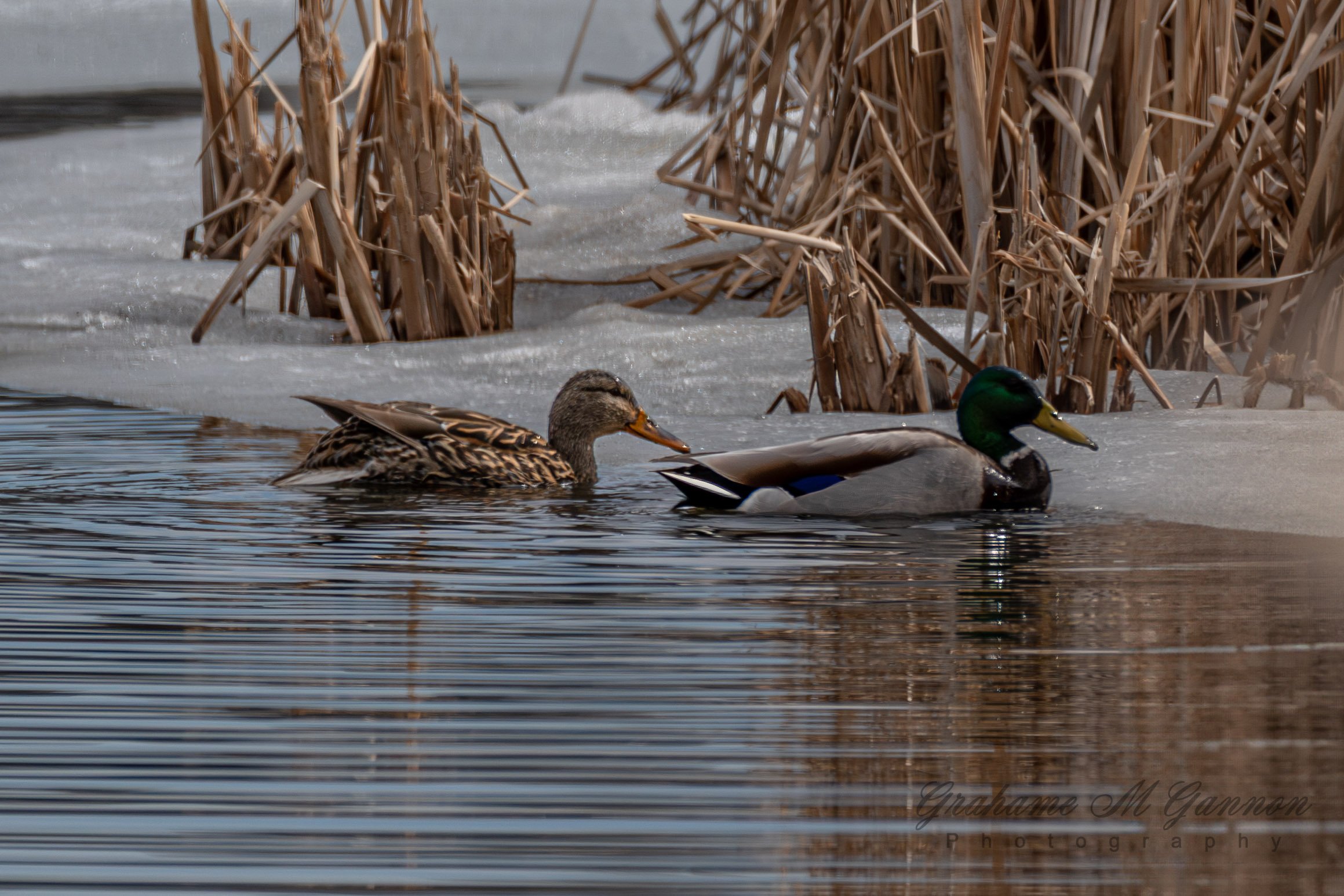 Mallards (Male & Female) - A7R8672
