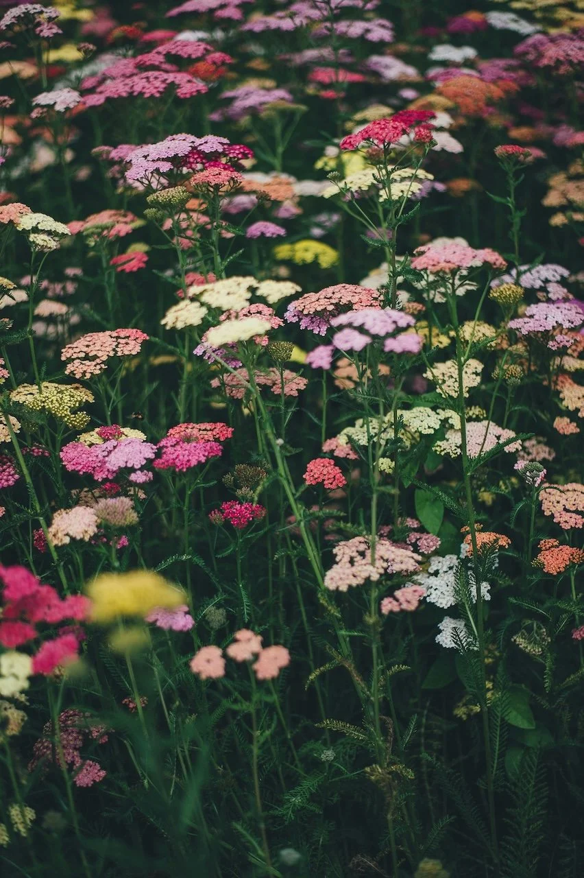 A close-up of colorful wildflowers, including pink, white, red, yellow, and purple blossoms, growing densely in a natural setting.