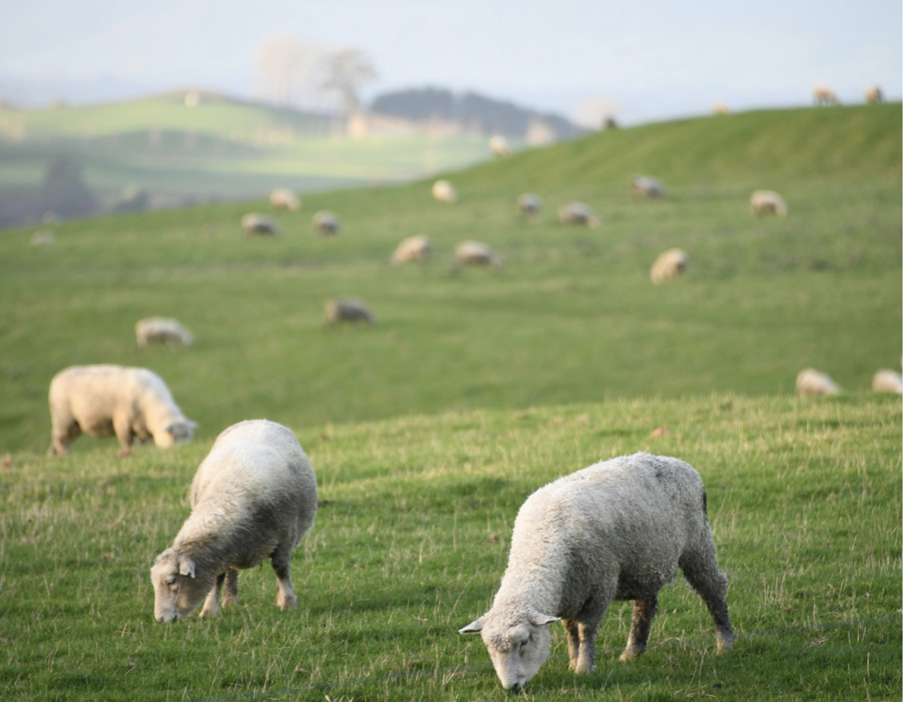 MANAGING SUMMER SLUMP