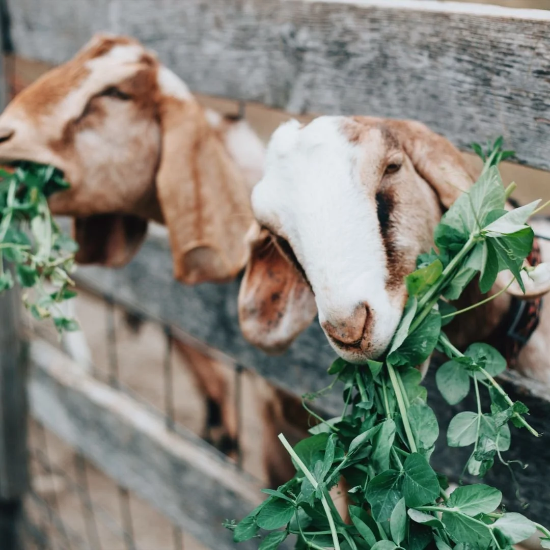 IMPORTANCE OF COPPER