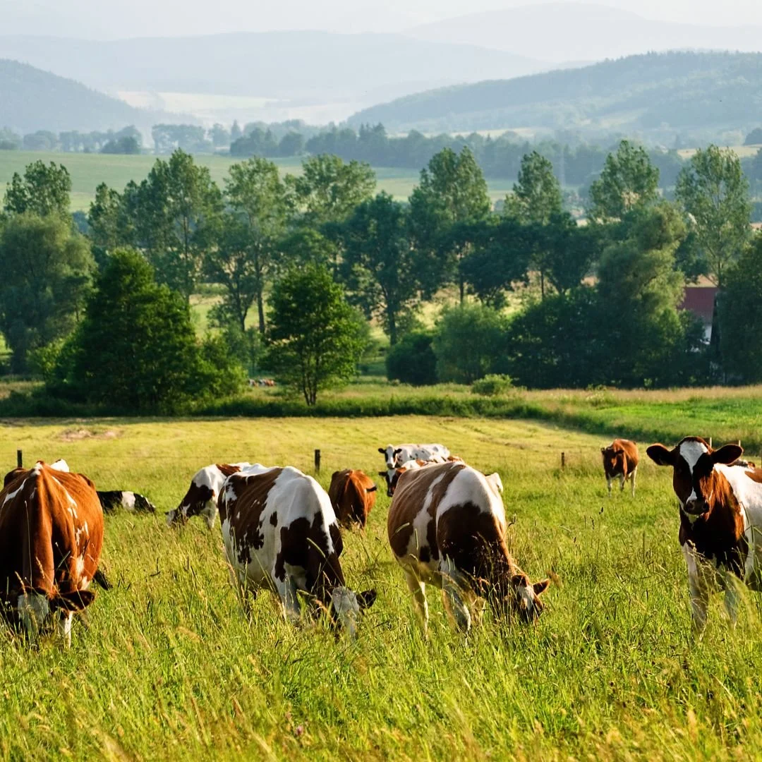 SULFUR FOR LIVESTOCK