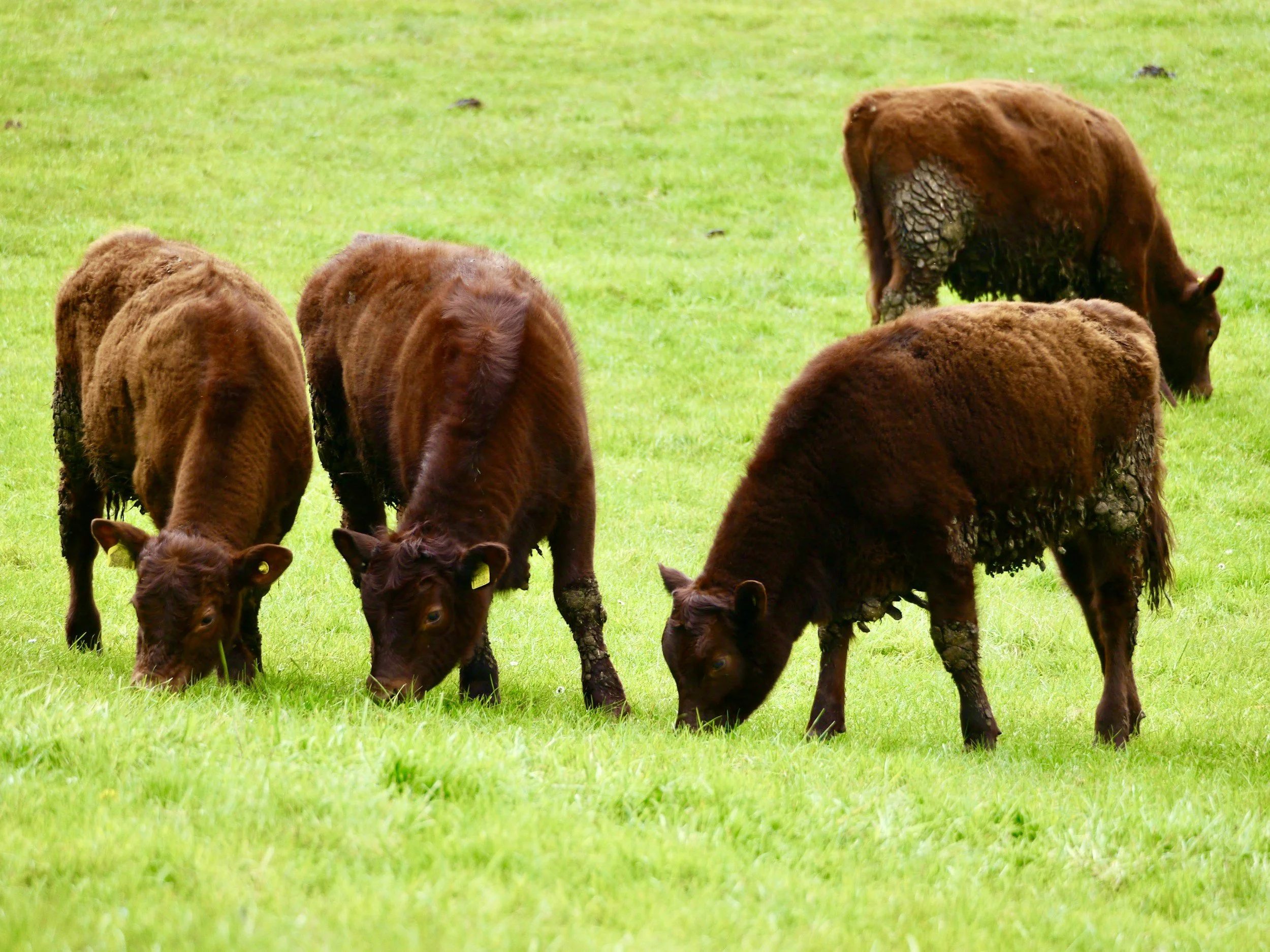 Cattle Grazing
