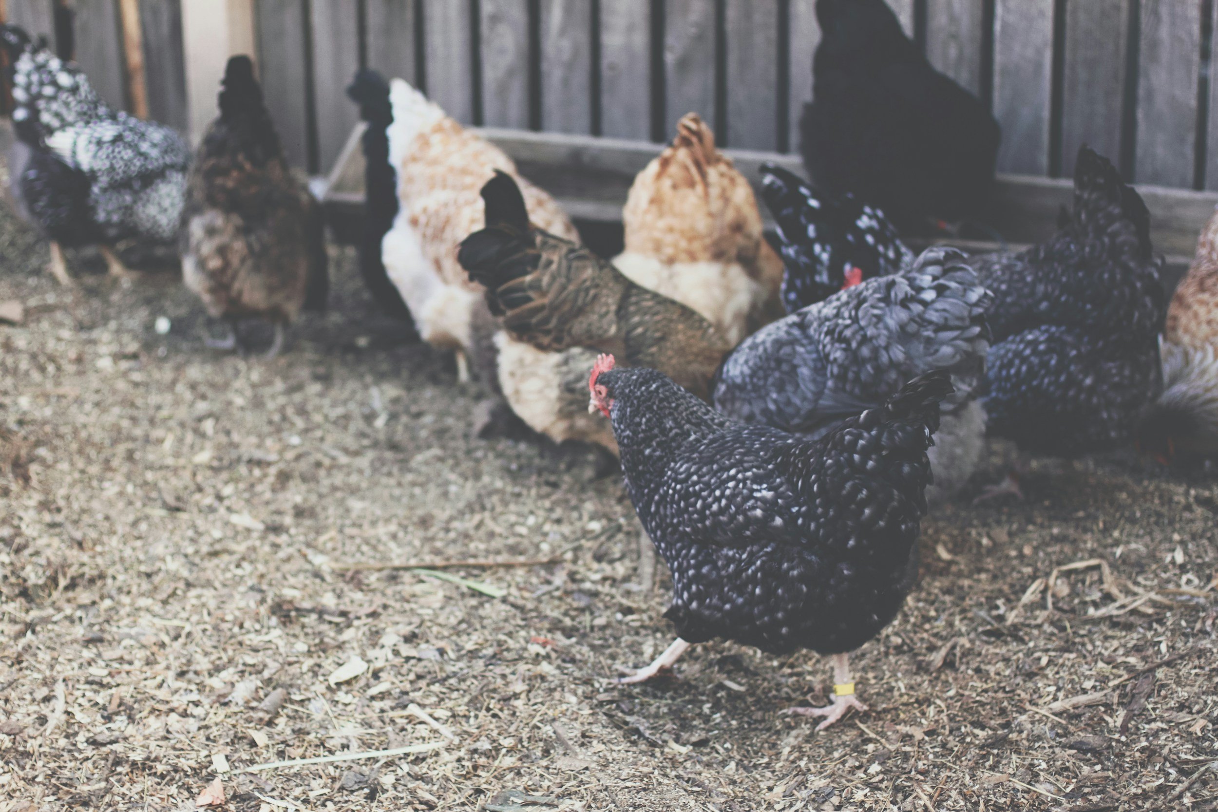Perfecting Pullet Management