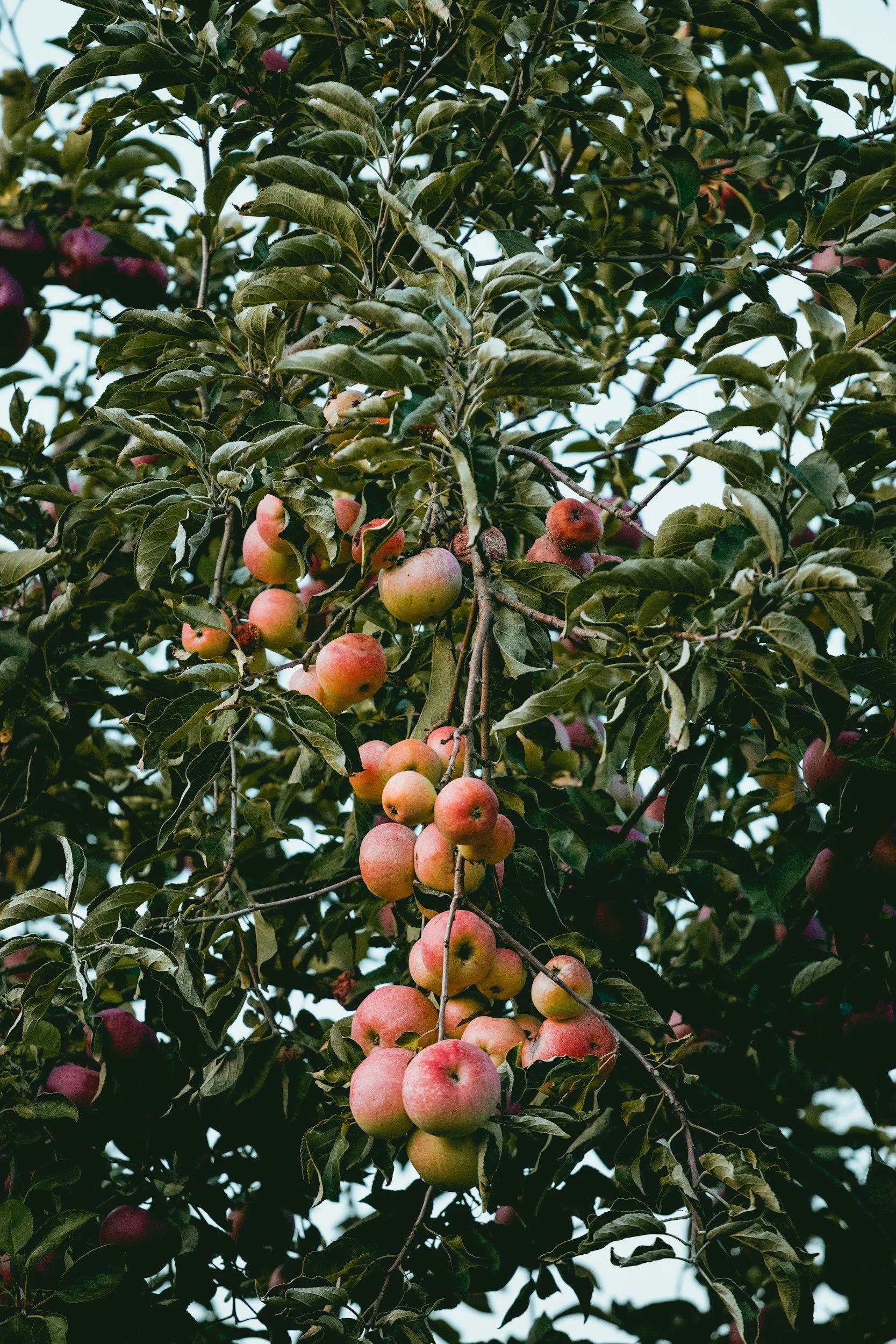 Preparing your Orchards