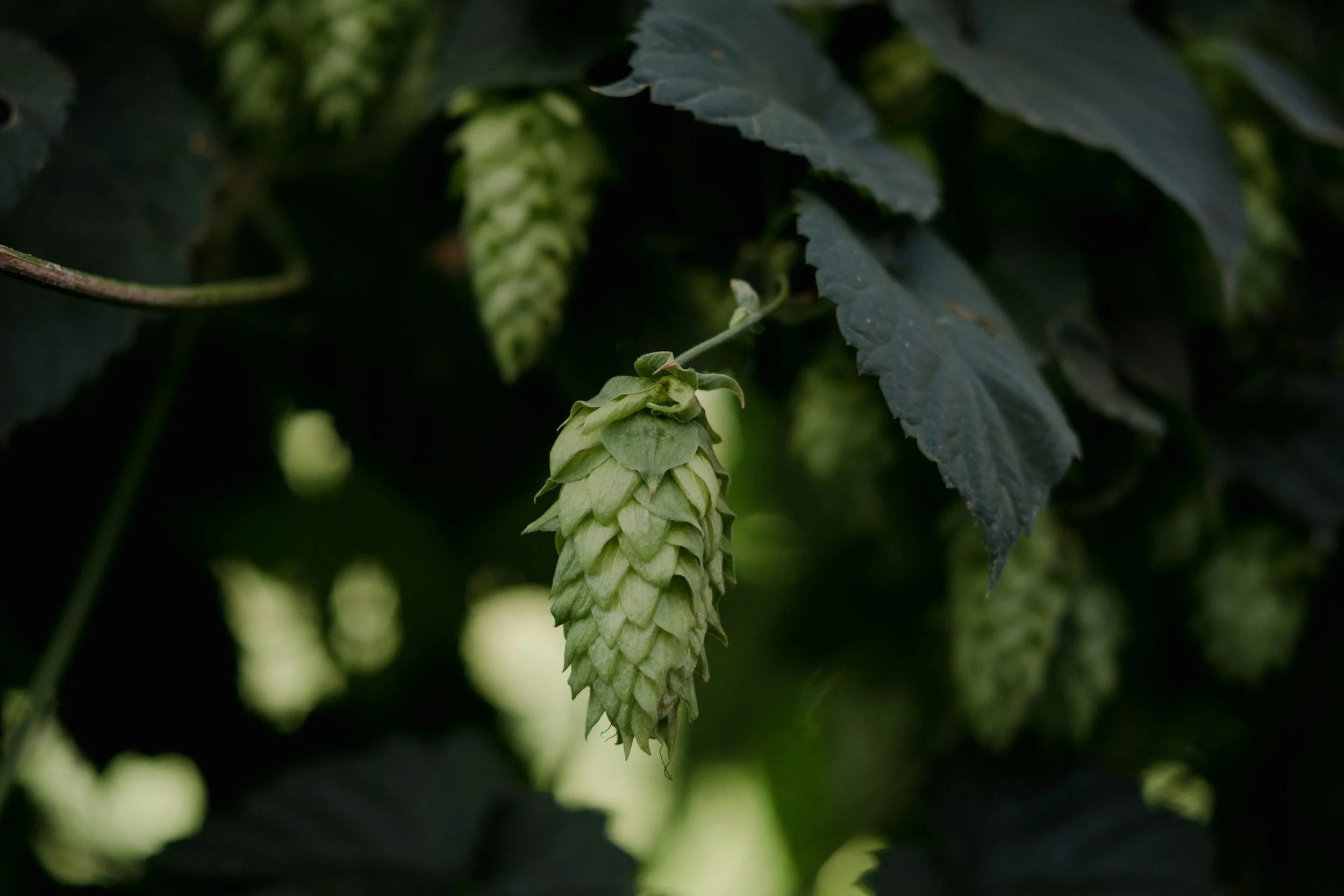 Starting Organic Hops Production