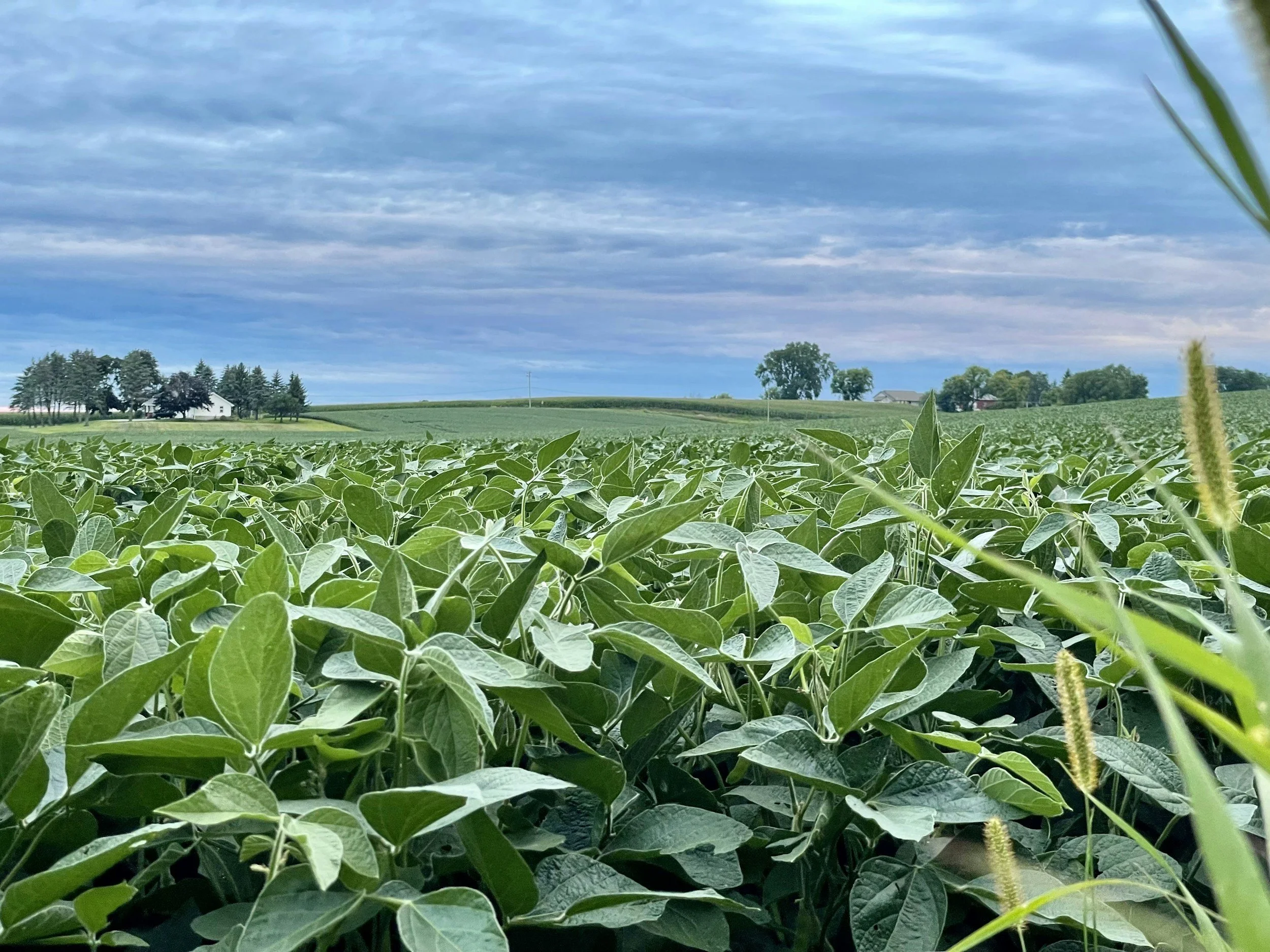 Fertrell's Organic Tobacco Program