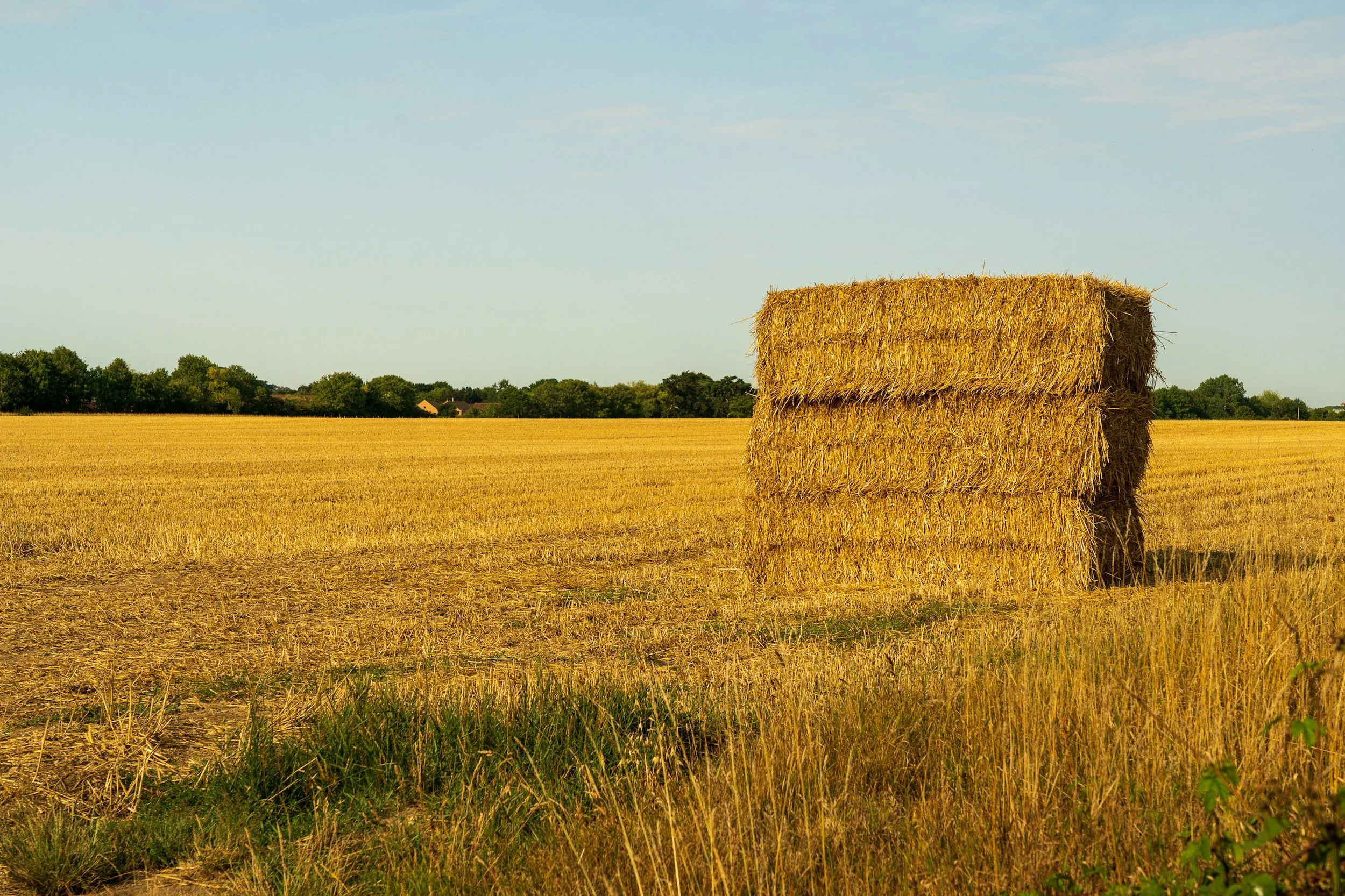 Creating a Forage inventory