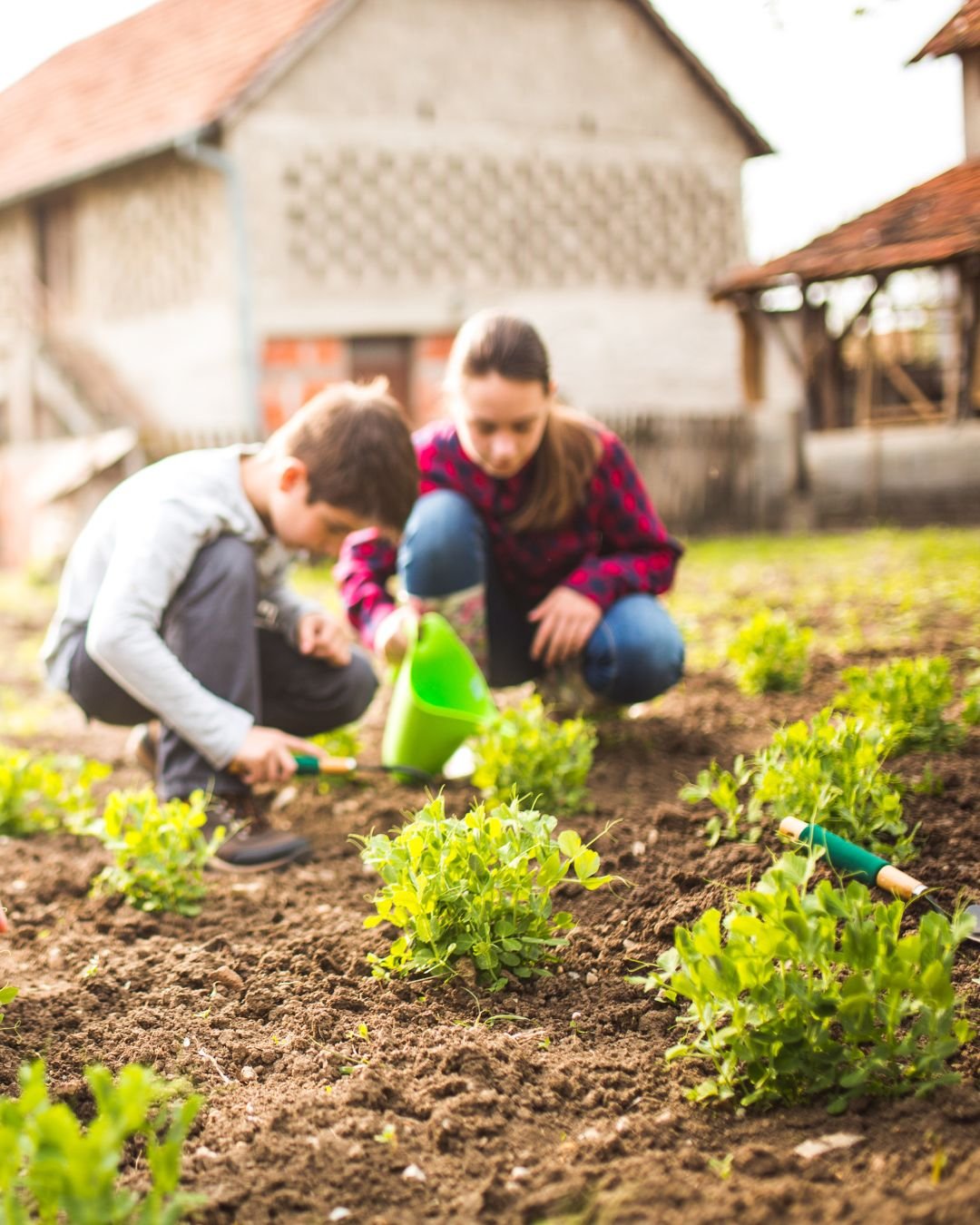 From vegetable gardens to small livestock, Fertrell offers a range of solutions for backyard homesteaders. Discover our natural and organic products today! 🌱🐐