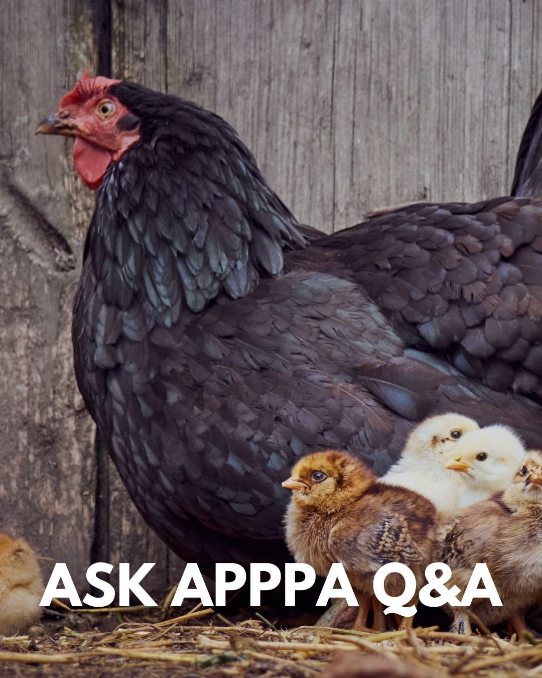 Be sure to tune in tonight to the Ask APPPA Q&amp;A! Feel free to chime in with any and all poultry-related questions. The call is open to anyone who can use a telephone and navigate time zones, so set your reminder and join us from 8pm to 9pm Easter