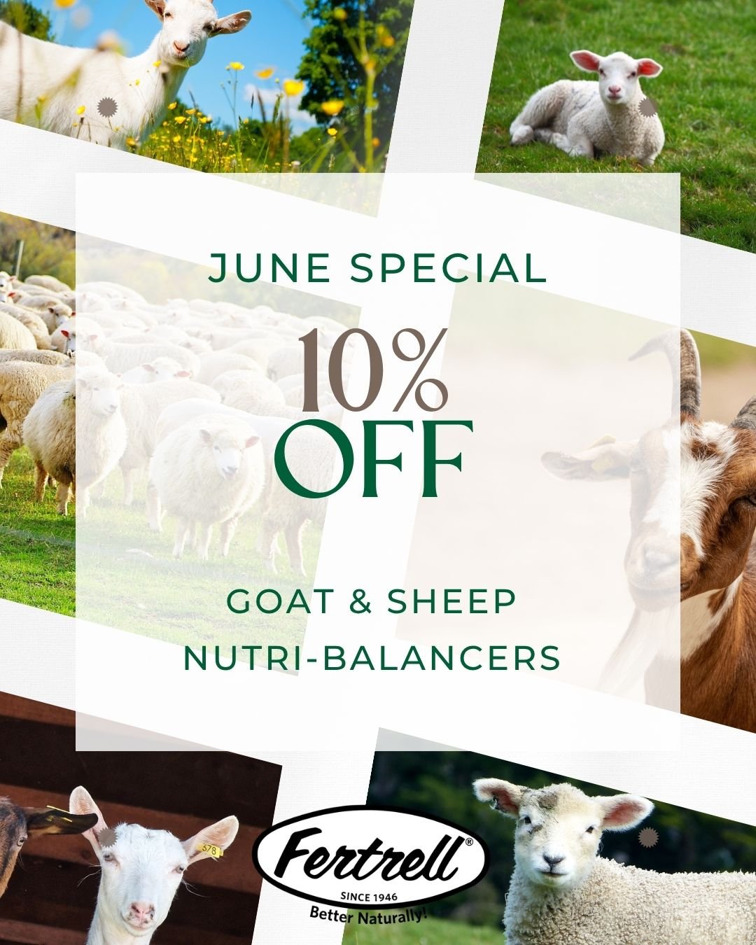 Last chance to save 10% in June on our Sheep and Goat Nutri-Balancers 50 lb bags. Happy animals, happy farm.  https://www.fertrell.com/sheep-goat-nutribalancer