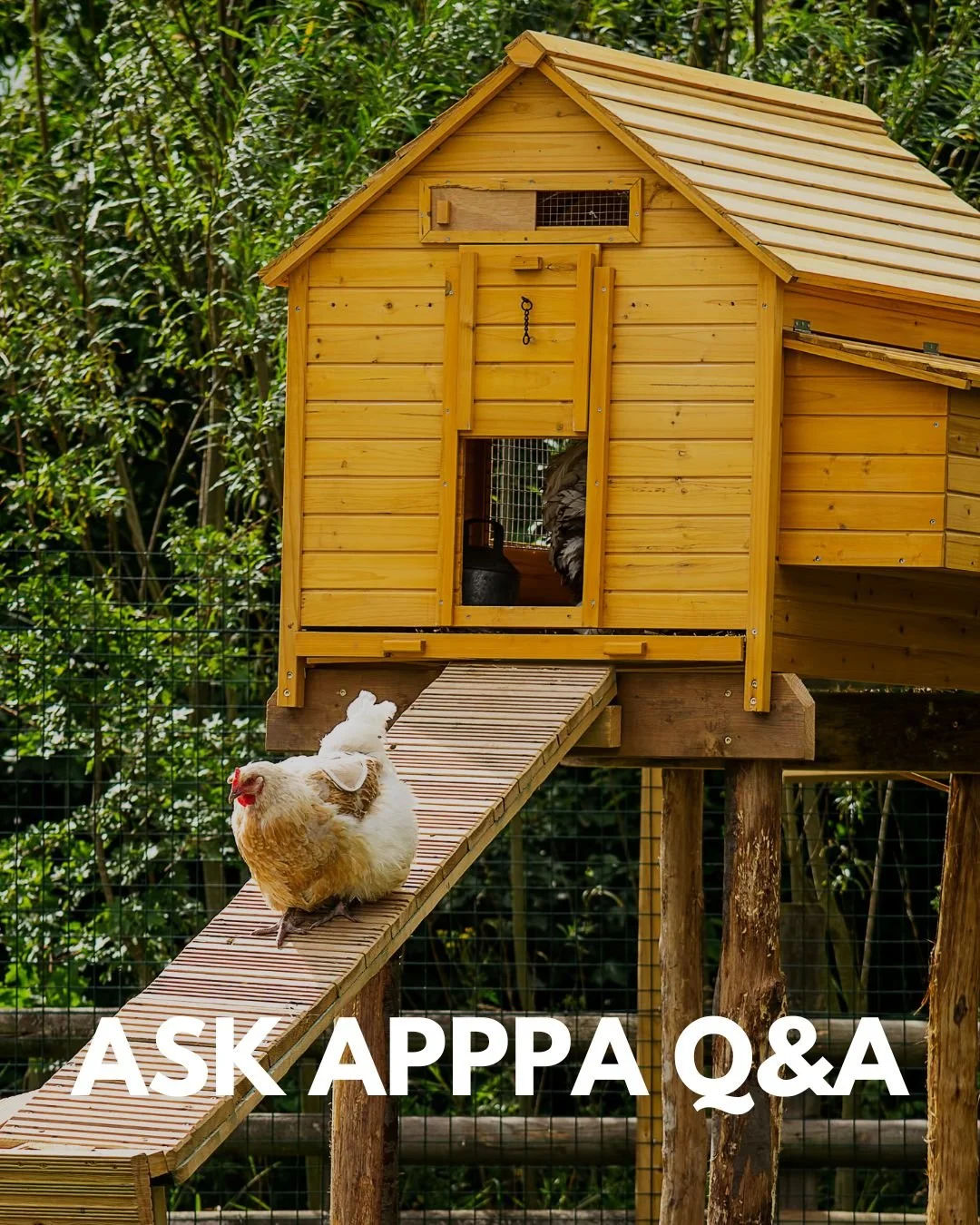 Be sure to tune in tonight to the Ask APPPA Q&amp;A! Feel free to chime in with any and all poultry-related questions. The call is open to anyone who can use a telephone and navigate time zones, so set your reminder and join us from 8pm to 9pm Easter