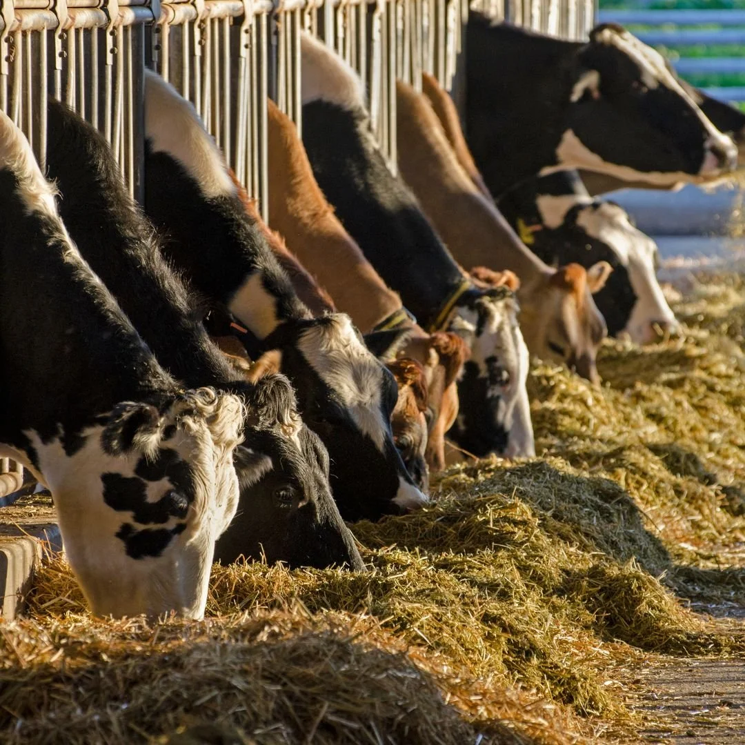 For graziers who want more than &ldquo;good enough.&rdquo; Fertrell&rsquo;s Graziers Choice delivers balanced minerals to support stronger animals and better pastures.