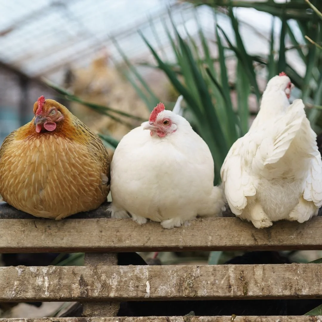 From nutri-balancers to grit, minerals, and turkey booster &mdash; Fertrell has what your flock needs to thrive. Healthy birds = healthy farms.