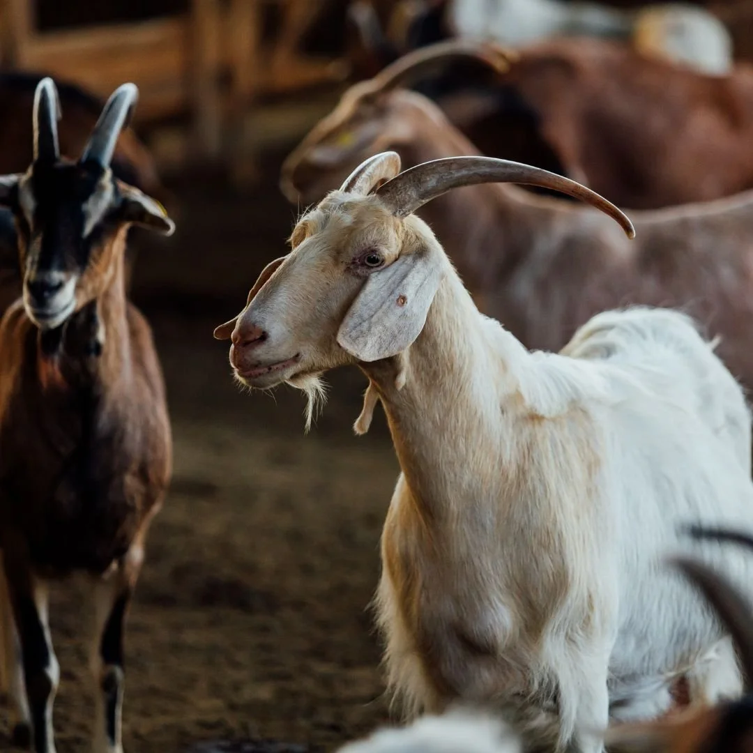 Strong goats = strong herds. Fertrell&rsquo;s goat nutrition line keeps your animals balanced, nourished, and productive year-round.