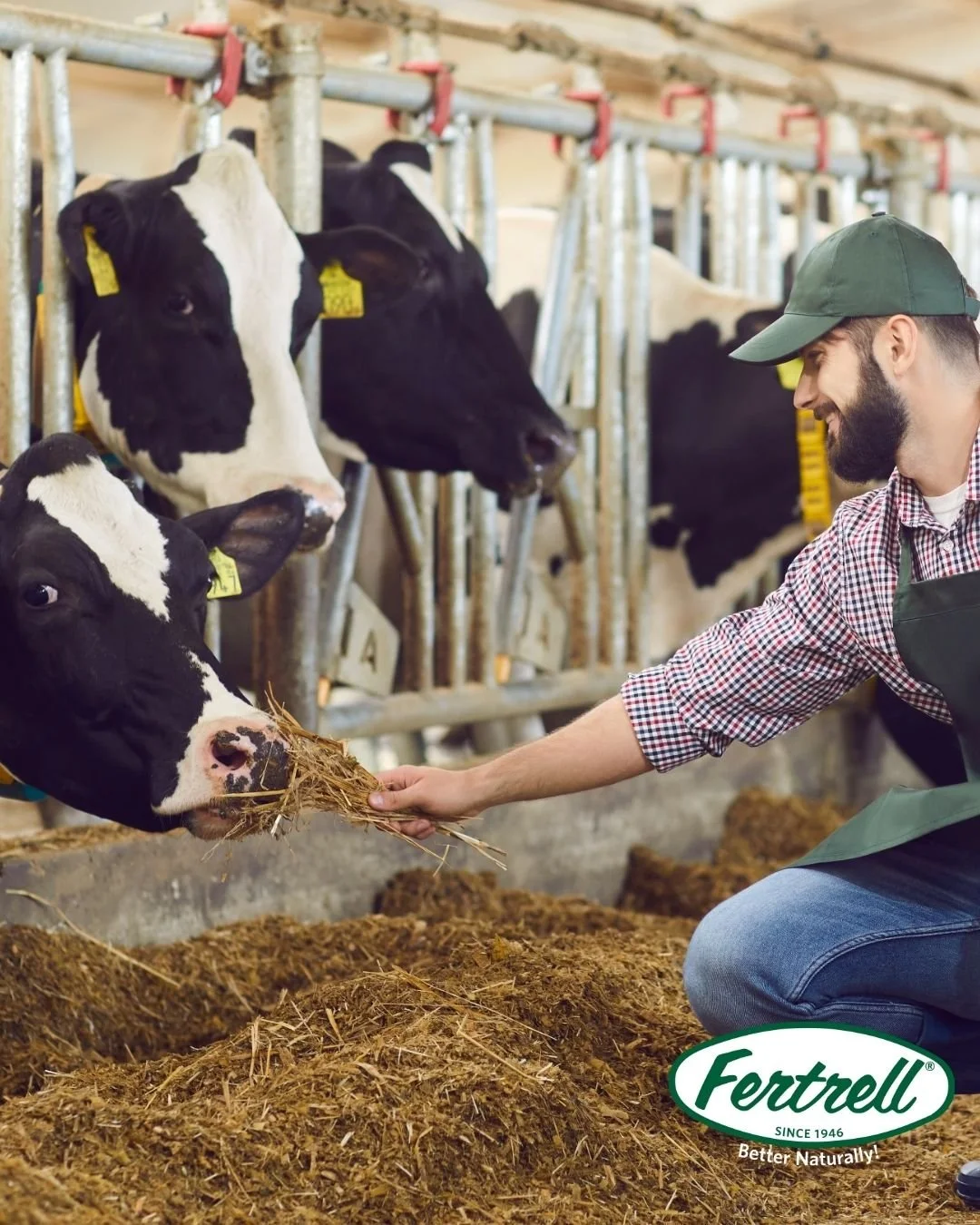 Designed for dairy success naturally. 🐮 Fertrell&rsquo;s Dairy Nutri-Balancer supports milk production, reproduction, and herd health with perfectly balanced minerals and trace nutrients.  https://www.fertrell.com/dairy-nutribalancers