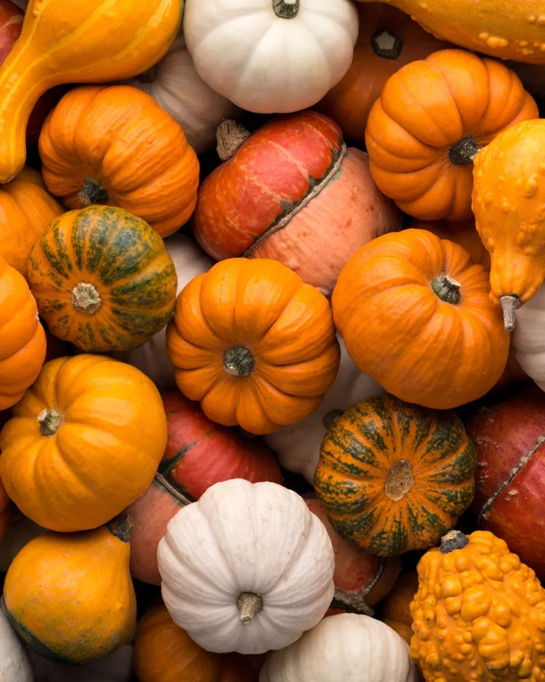 Crisp air, golden fields, and new beginnings. ð Fall is the perfect time to prep your soil, test your forage, and stock up for next season. Fertrell’s natural and organic products keep your homestead thriving year-round.