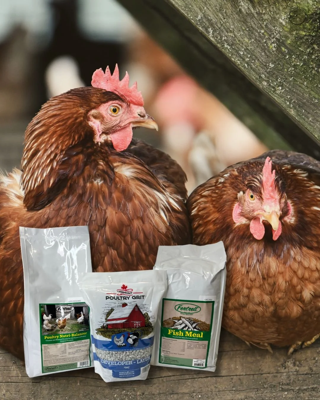 Healthy chickens, healthy eggs. ð From chicks to layers, Fertrell’s poultry nutrition line keeps your flock thriving naturally with balanced minerals, vitamins, and probiotics. Check out our robust line of poultry products at https://www.fertr