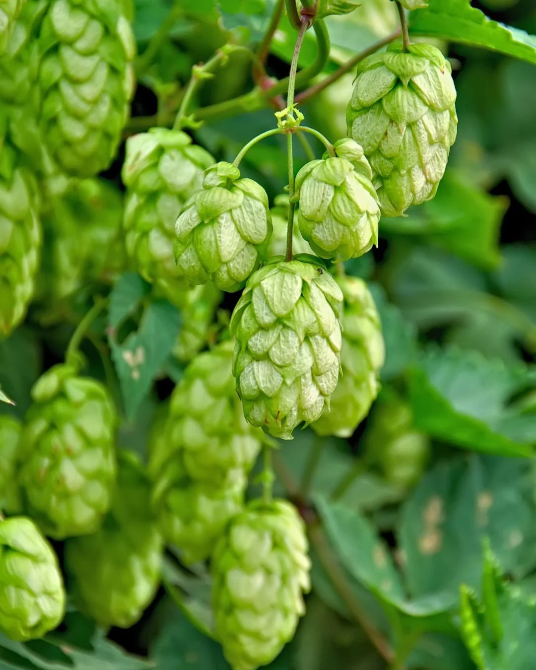 Healthy hops start in healthy soil. ðą Fertrell’s natural fertilizers and soil conditioners build strong root systems, boost nutrient availability, and support vigorous vine growth, all without harsh chemicals. Whether you’re growing for