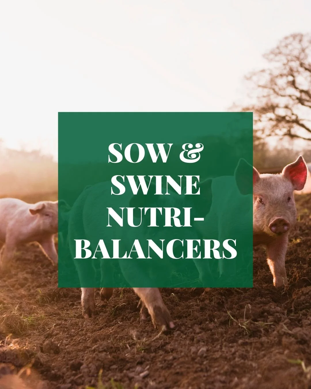 Strong sows. Healthy piglets. 🐖 Fertrell&rsquo;s natural nutrition blends are designed to support every stage of swine production with balanced minerals and vitamins for improved growth and reproduction. https://www.fertrell.com/sow-swine-nutribalan