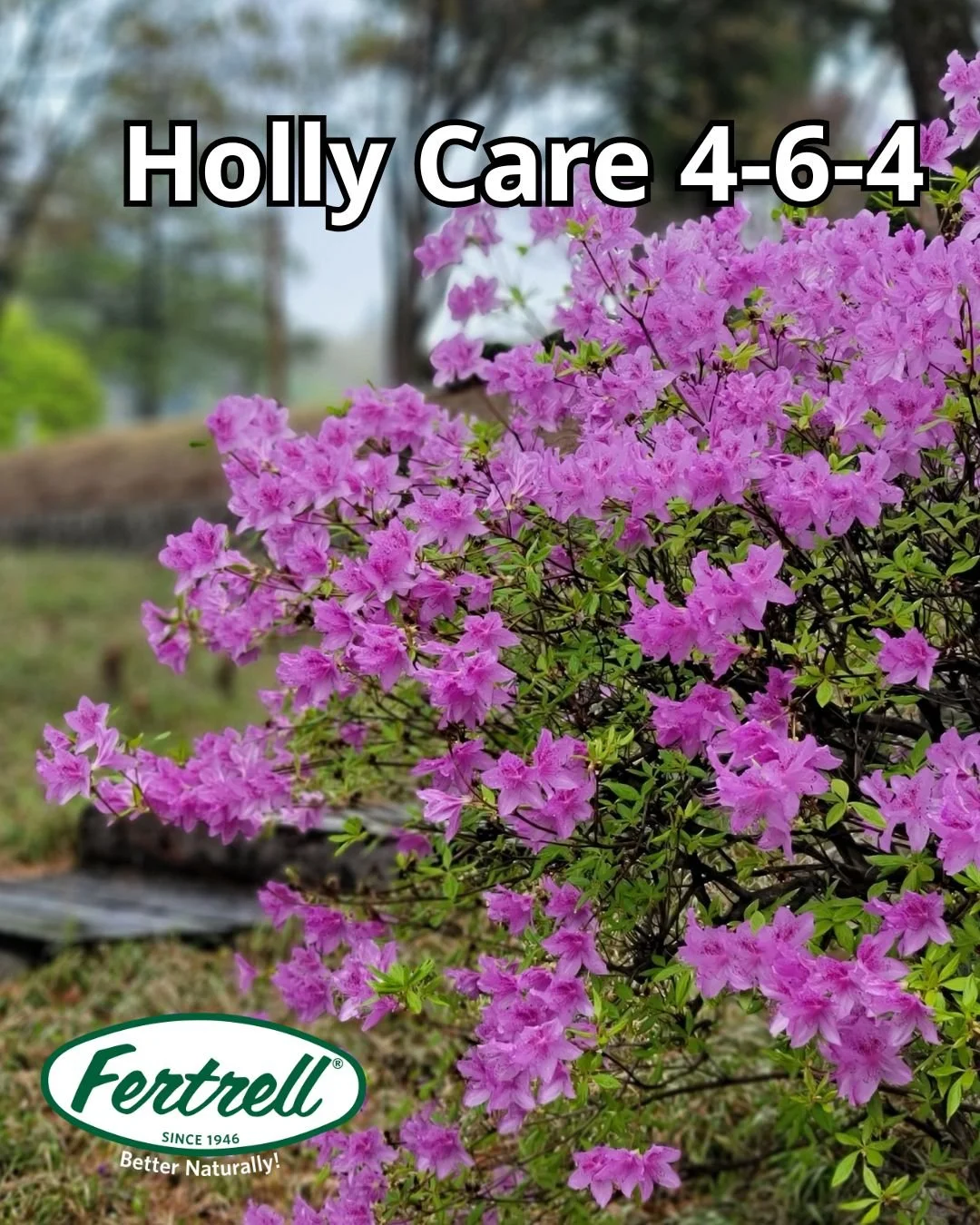 Keep evergreens vibrant year-round. 🌿 Fertrell&rsquo;s Holly Care formula feeds acid-loving plants like hollies, azaleas, and rhododendrons for rich color and steady growth.