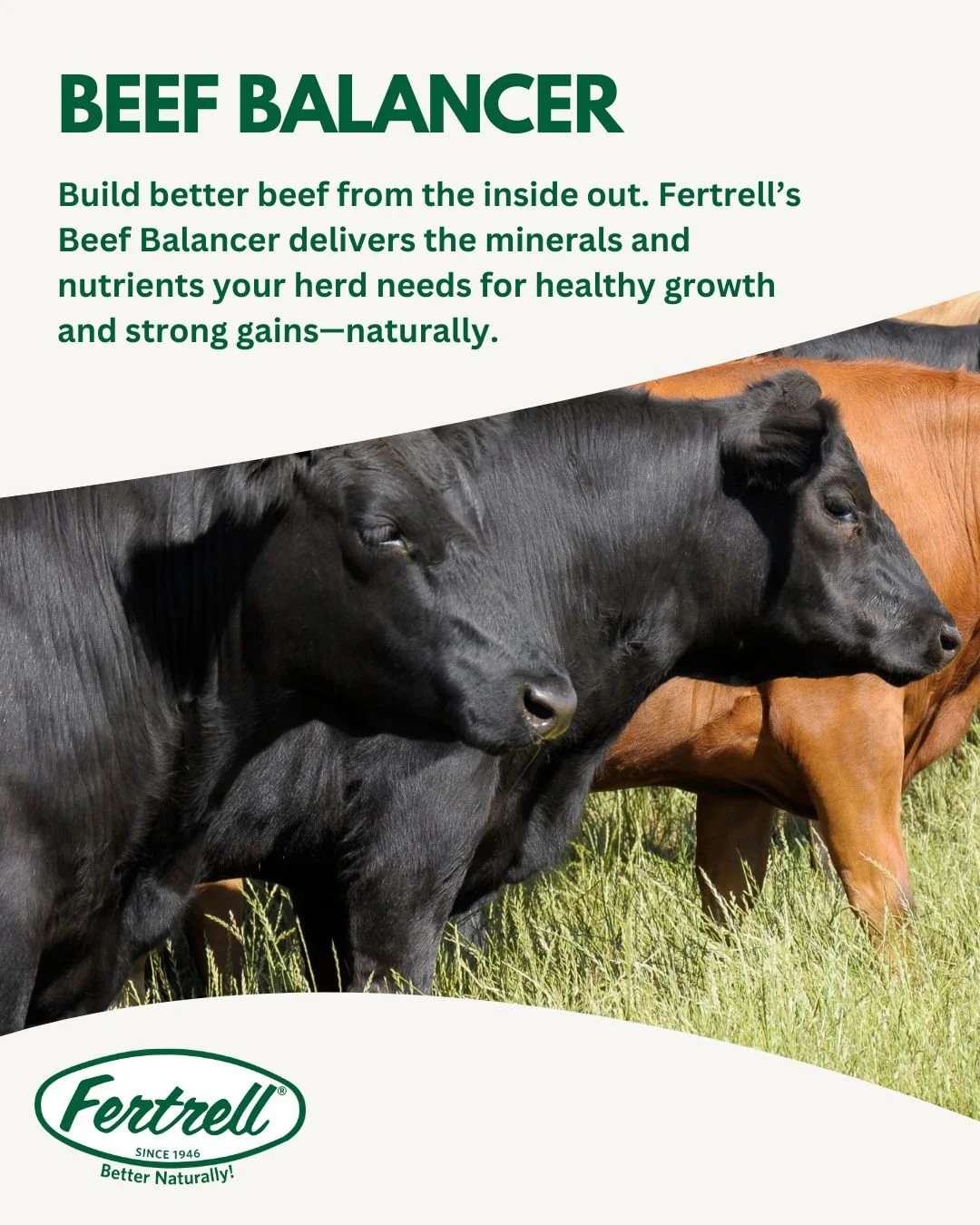 Better gains, naturally. 🐂 Fertrell&rsquo;s Beef Balancer gives your herd the minerals and nutrients needed for strong calves, healthy growth, and efficient feed conversion without synthetic additives.