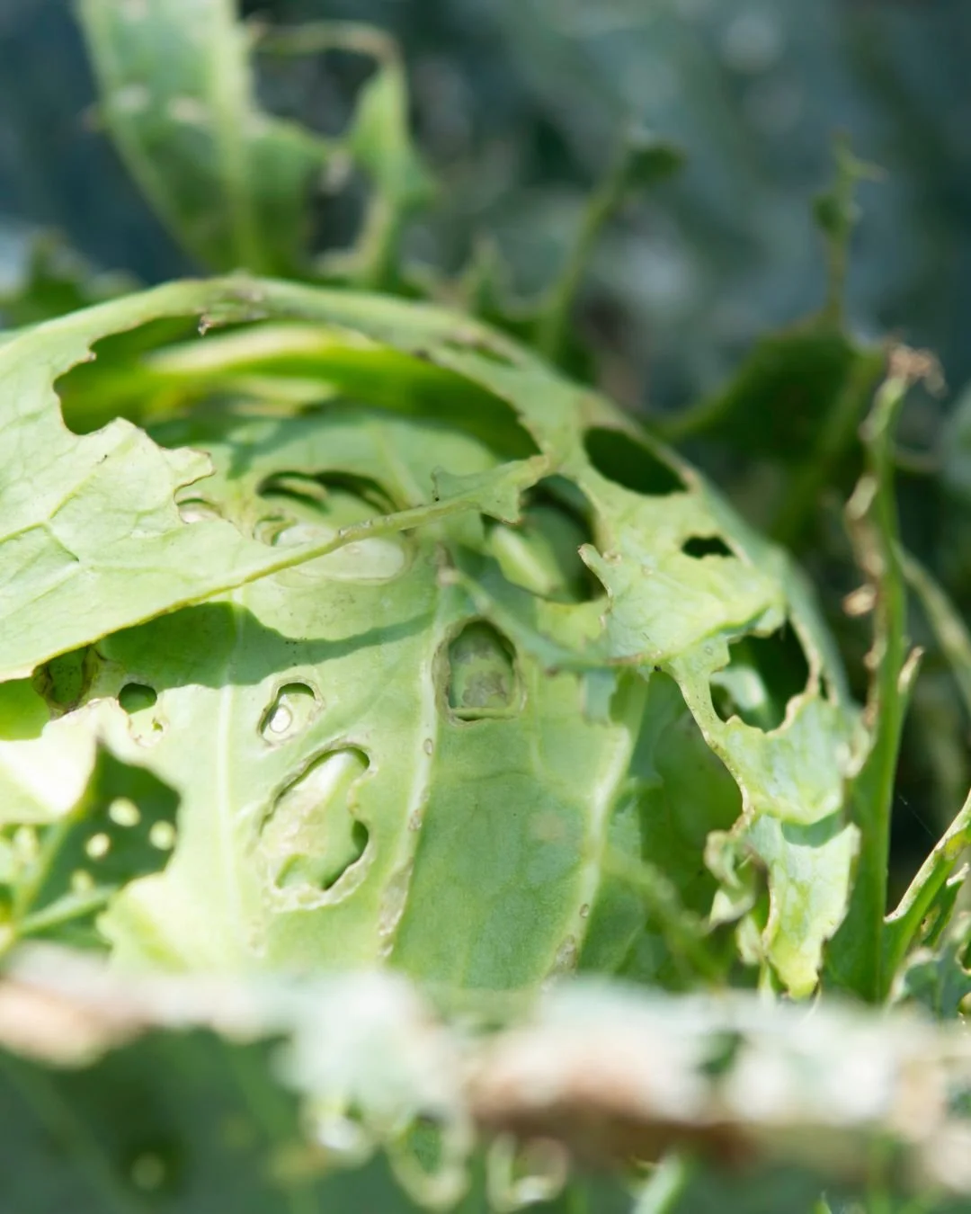 Protect your crops the natural way. 🐞 Fertrell&rsquo;s pest control solutions help you guard your garden and fields without harsh chemicals; safe for you, your animals, and the environment.