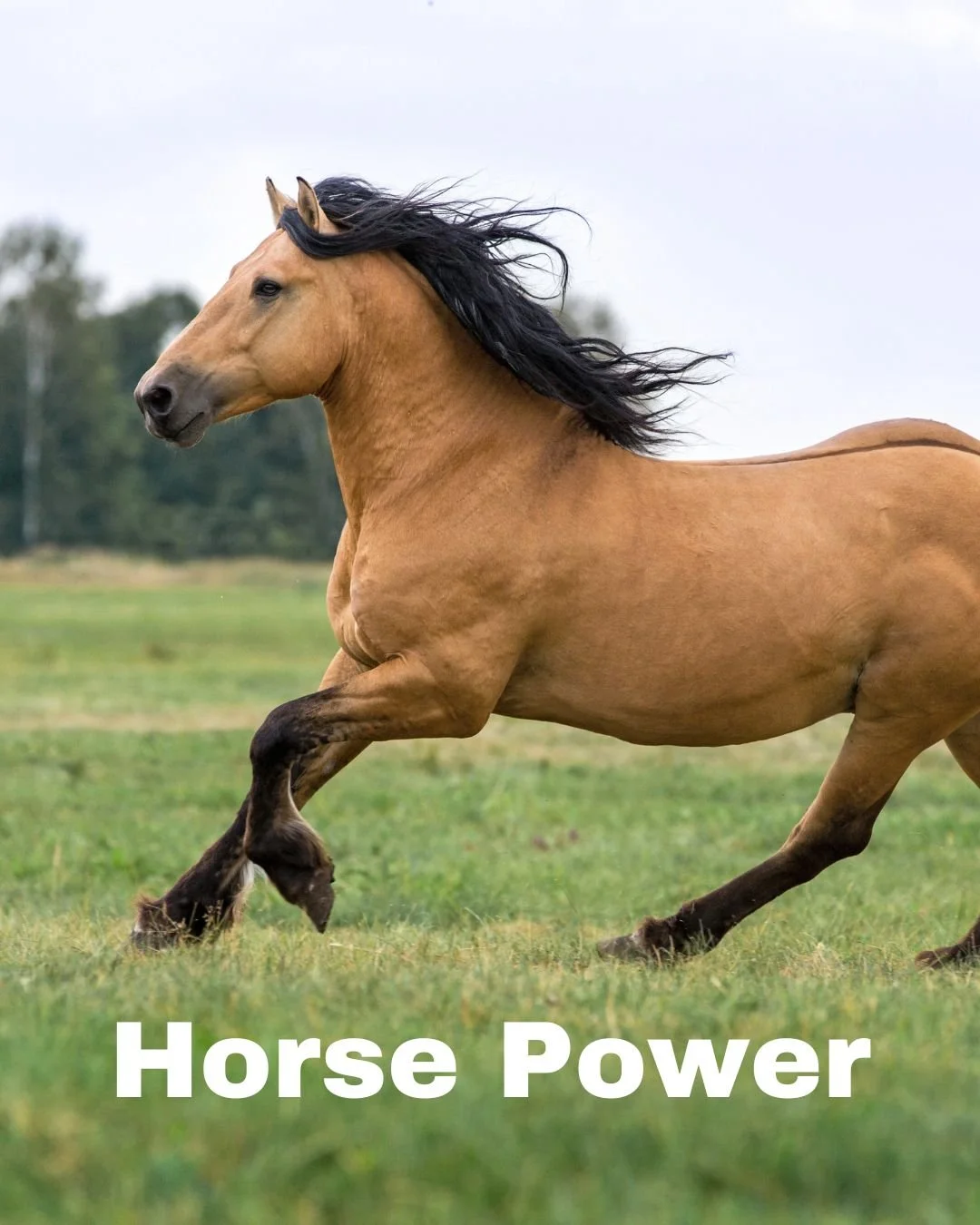 Give your horses the boost they deserve. 🐴 Horsepower provides balanced minerals and vitamins for energy, stamina, and overall health; whether they&rsquo;re working, performing, or just enjoying pasture life.