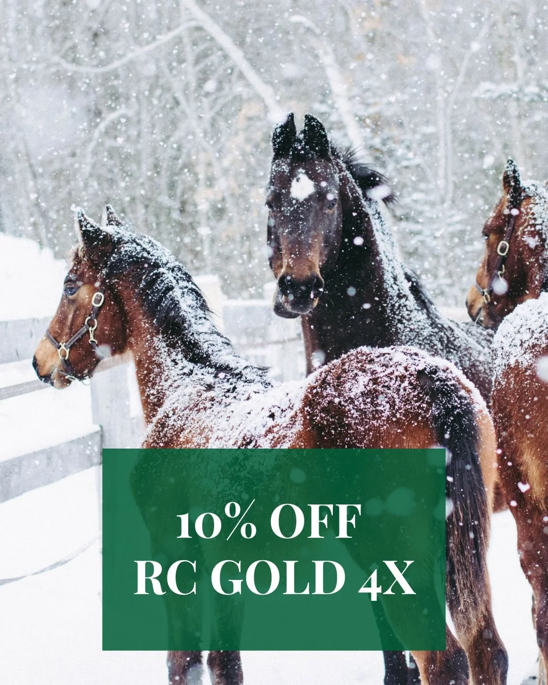 December: get 10% off RC Gold 4X

Worried about the winter stressing out your animals? RC Gold 4X is a concentrated supplement providing fat-soluble vitamins, probiotics, enzymes, and trace minerals that supports a healthy animal during times of stre