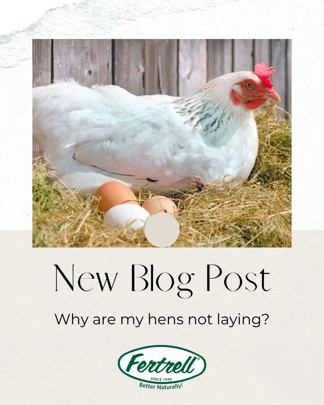 New blog post! Why are my hens not laying? This if a common question starting in late August each year. Let&rsquo;s go through some possible causes for decline or stopping lay. Check out our blog post to read more:  https://loom.ly/2Oj38DY