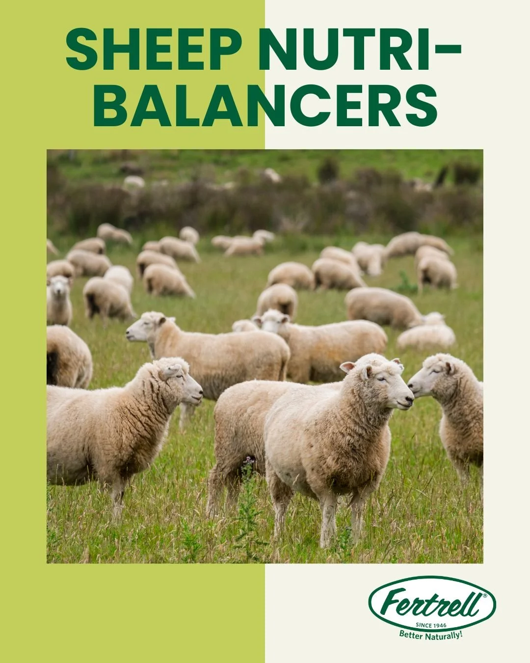 Healthy flocks start with balanced nutrition. Fertrell&rsquo;s Sheep Nutri-Balancer is designed to support strong growth, immune health, and smooth digestion without the fillers or synthetic additives found in many commercial mixes.

With essential m