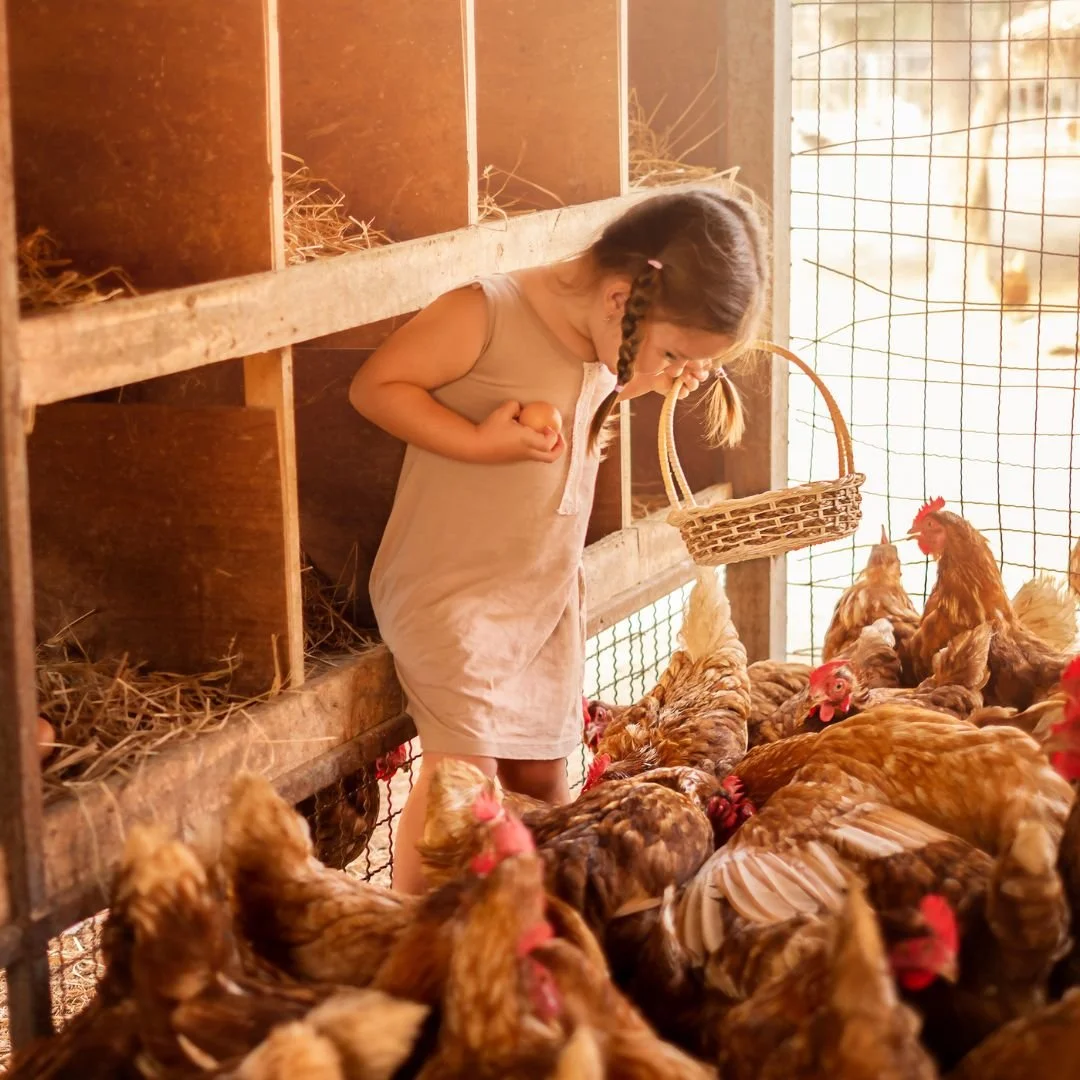 Your homestead is an ecosystem, not separate parts. Chickens create nitrogen-rich manure, goats clear brush, and livestock bedding can be composted into incredible soil. When you combine rotational grazing, composted manure, and balanced feed supplem