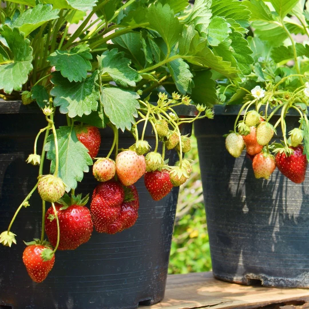 Have you tried Fertrell's Berry Mix 4-2-4? Regardless of the size of your farm, Berry Mix 4-2-4 provides a balanced nutrition for better berry production.
https://loom.ly/2A3dehs