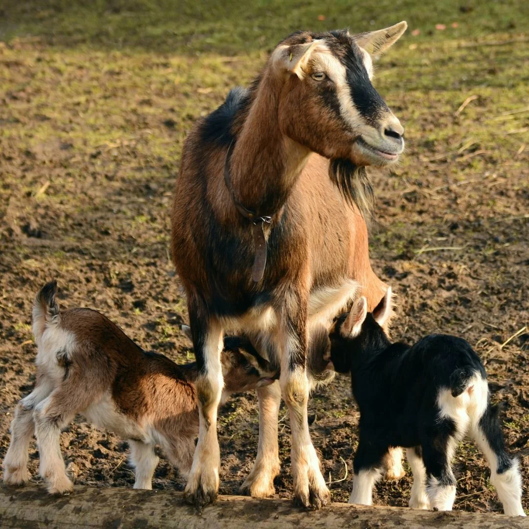 Ensure a healthy summer for your livestock with Fertrell's Nutri-Balancers. Our organic supplements are perfect for animals of all breeds, supporting their nutritional needs.

- Goat Nutri-balancer
- Sheep Nutri-balancer
- Dairy Nutri-balancer
- Beef