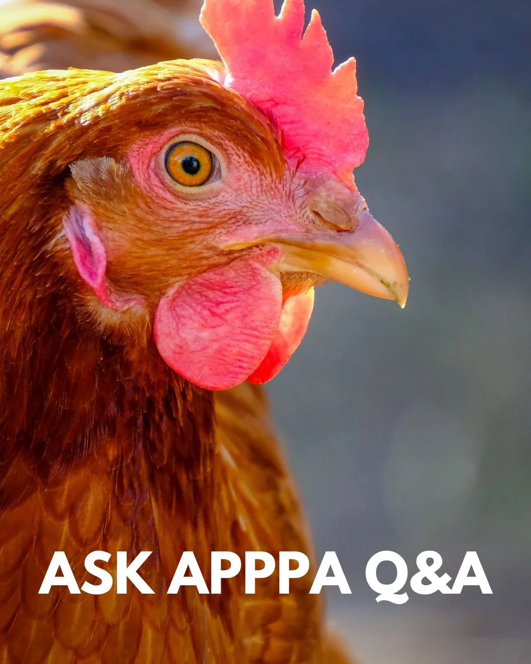 Be sure to tune in tonight to the Ask APPPA Q&amp;A! Feel free to chime in with any and all poultry-related questions. The call is open to anyone who can use a telephone and navigate time zones, so set your reminder and join us from 8pm to 9pm Easter
