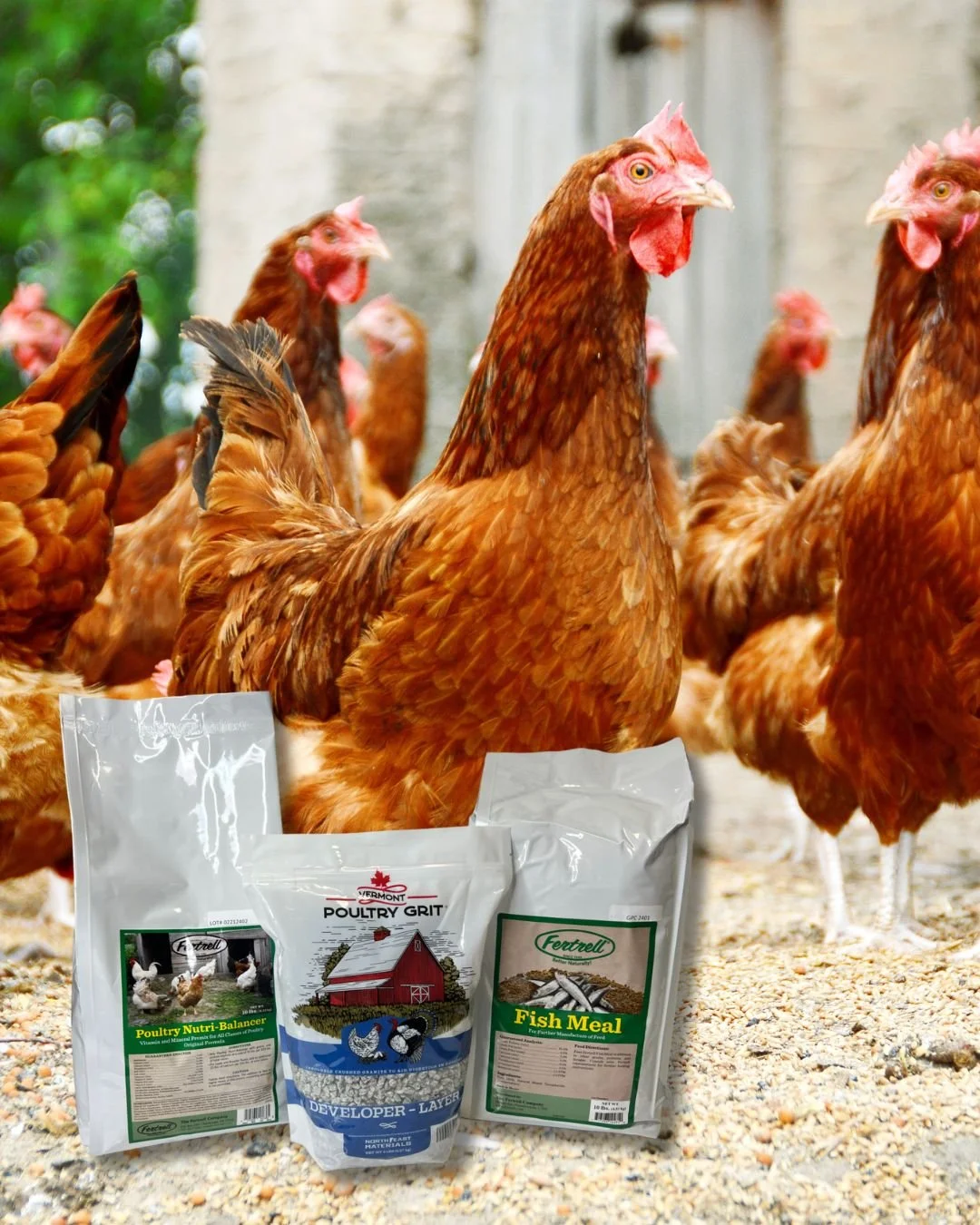 🐓 From Nutri-Balancers to grit and other poultry essentials, we offer a wide range of products designed to support overall nutrition, digestion, and everyday flock wellness. Whether you&rsquo;re raising a few backyard chickens or managing a larger o