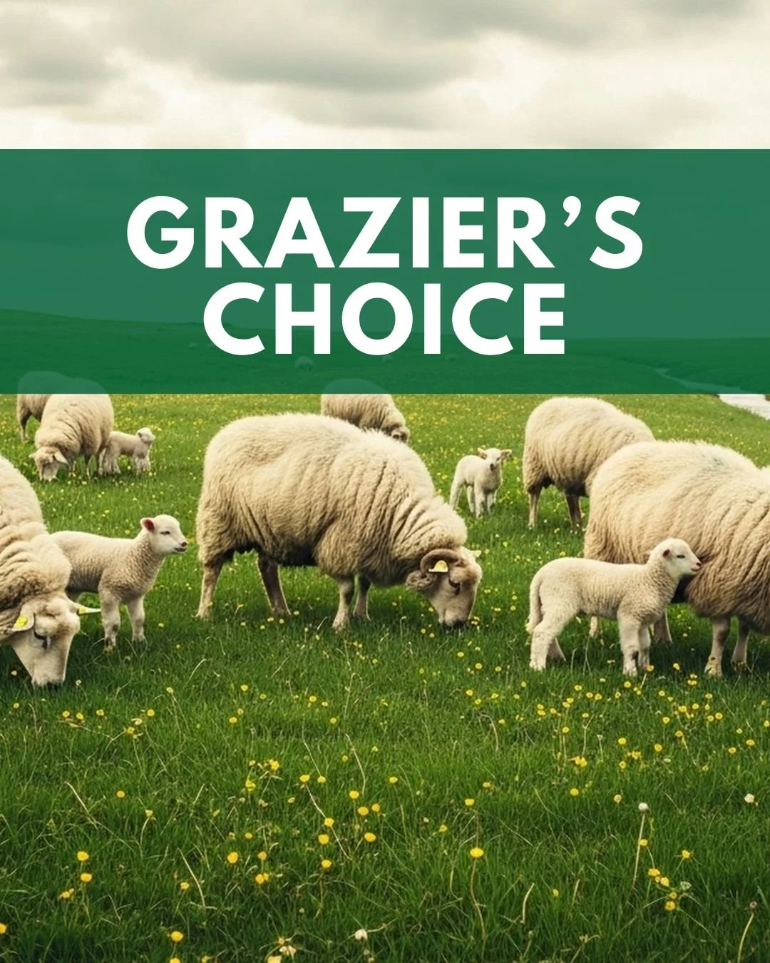 Grazier&rsquo;s Choice,  a trusted option for supporting productive pastures and resilient grazing systems, season after season. Grazier&rsquo;s Choice contains no added copper and is not harmful to sheep.