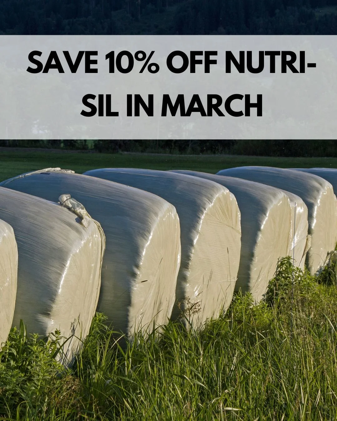 Receive 10% off of Nutri-Sil in March!

Nutri-Sil is a live bacteria, added to silage and baled forages to assist the fermentation process. It causes the forages to retain more of their moisture, protein and energy value and increases the palatabilit