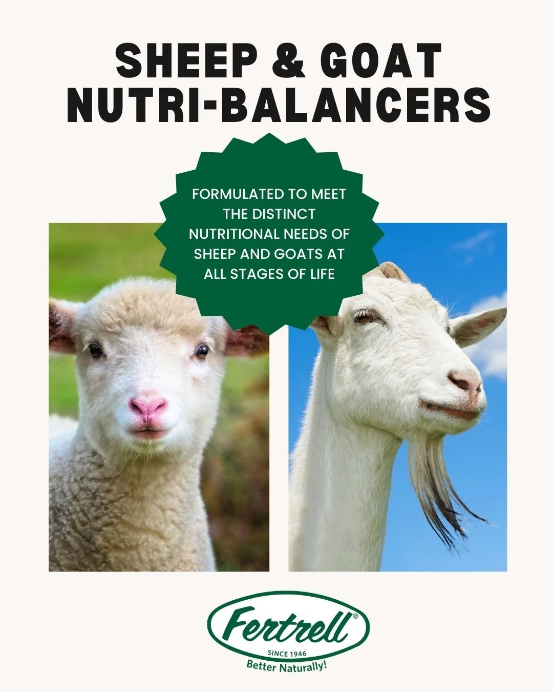 🐑🐐 Sheep &amp; Goat Nutri-Balancers are designed to support balanced nutrition for small ruminants at every stage. A simple way to help maintain overall health, performance, and everyday wellness. https://www.fertrell.com/sheep-goat-nutribalancer