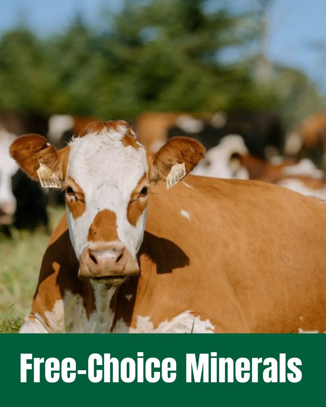 🐄 Free Choice Minerals give livestock the ability to consume what they need, when they need it. Our mineral options are designed to support balanced nutrition while fitting into a wide range of management styles and operations.
👉 https://www.fertre