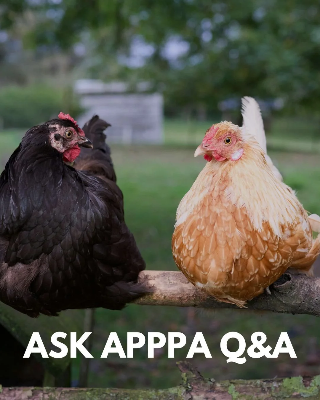 Be sure to tune in tonight to the Ask APPPA Q&amp;A! Feel free to chime in with any and all poultry-related questions. The call is open to anyone who can use a telephone and navigate time zones, so set your reminder and join us from 8pm to 9pm Easter