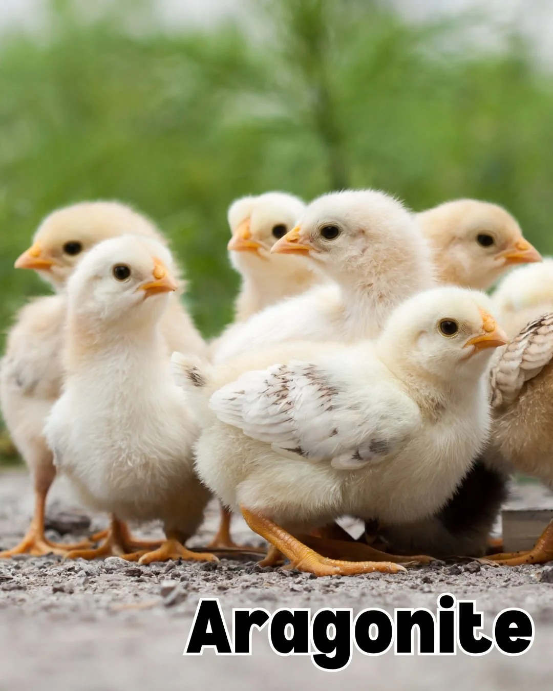 Calcium isn&rsquo;t just calcium.

Aragonite offers a highly bioavailable source that supports strong shells, bone health, and overall livestock performance, naturally.

It&rsquo;s the kind of quiet upgrade your animals (and your bottom line) will th