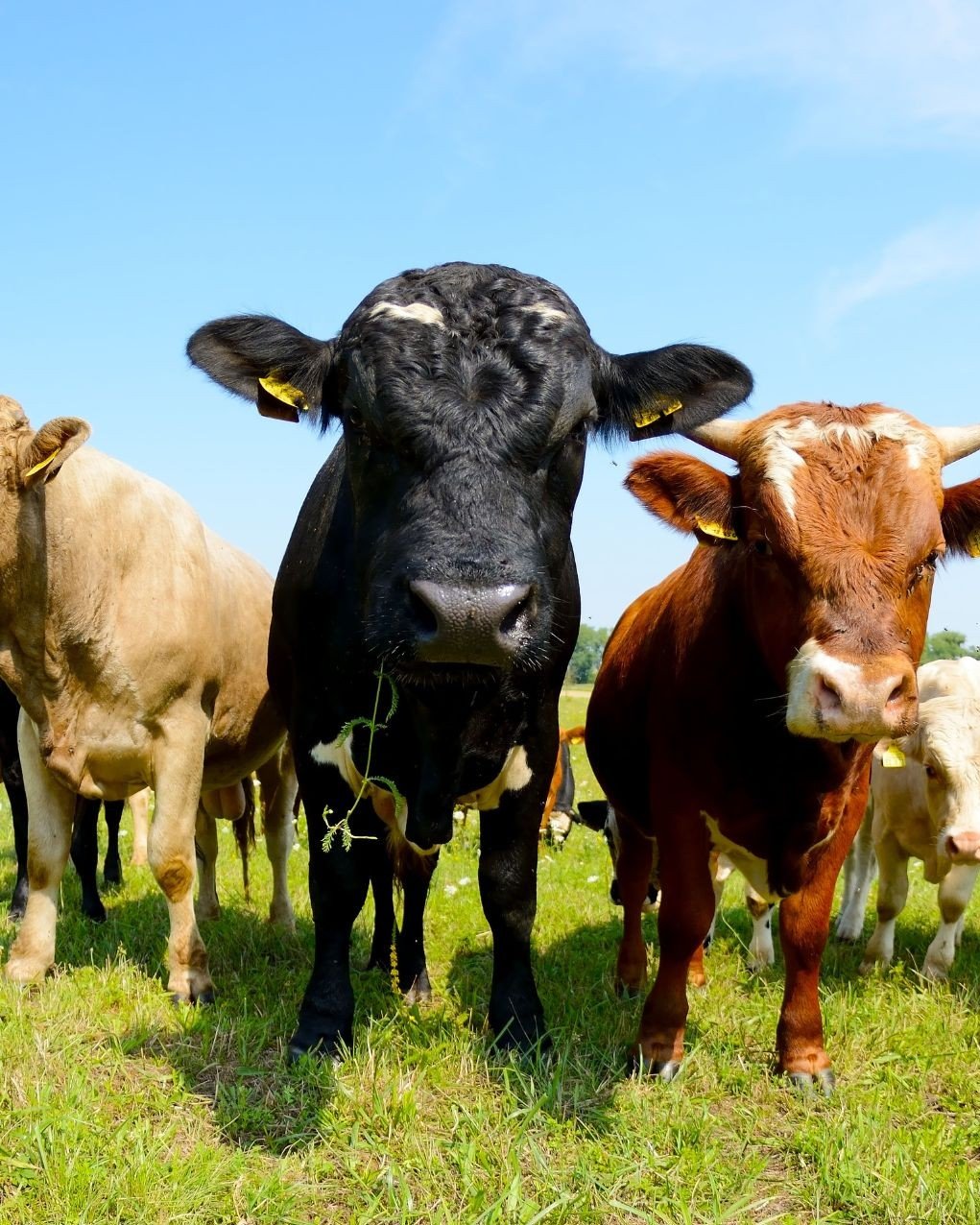 Better pasture doesn&rsquo;t happen by chance, it&rsquo;s managed.

Graziers Choice is designed to support dense, nutrient-rich forage that fuels healthier animals and more efficient grazing cycles.

Because good grazing starts with great soil.