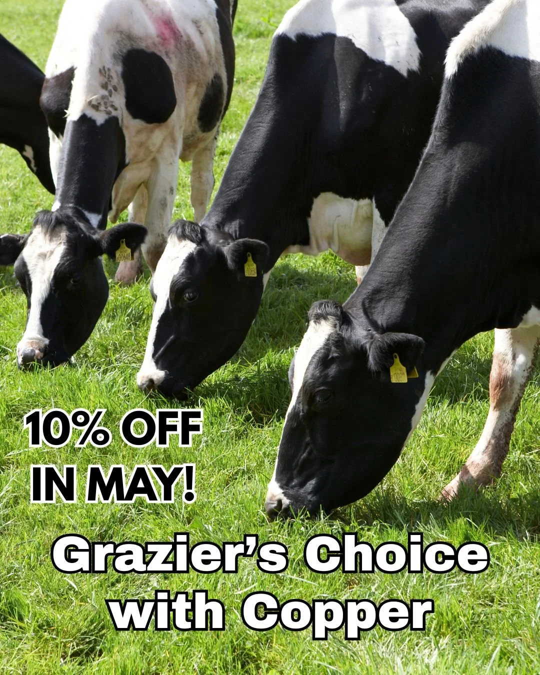 Grazier&rsquo;s Choice with Copper 50# bags are 10% off this month. Keep your herd healthy. Graziers Choice with Copper is our standard Graziers mineral with 1,000 ppm copper added. For producers with low copper levels in pastures or forages.
