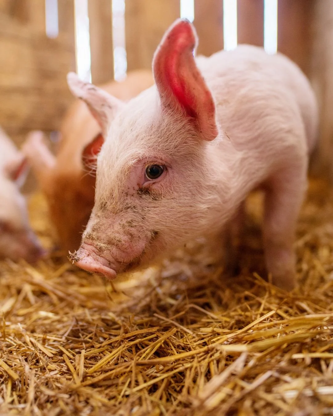 Feeding livestock shouldn&rsquo;t feel like guesswork.

Fertrell&rsquo;s recommended rations take the science of nutrition and make it practical, helping you support healthier animals, better production, and long-term performance. https://www.fertrel