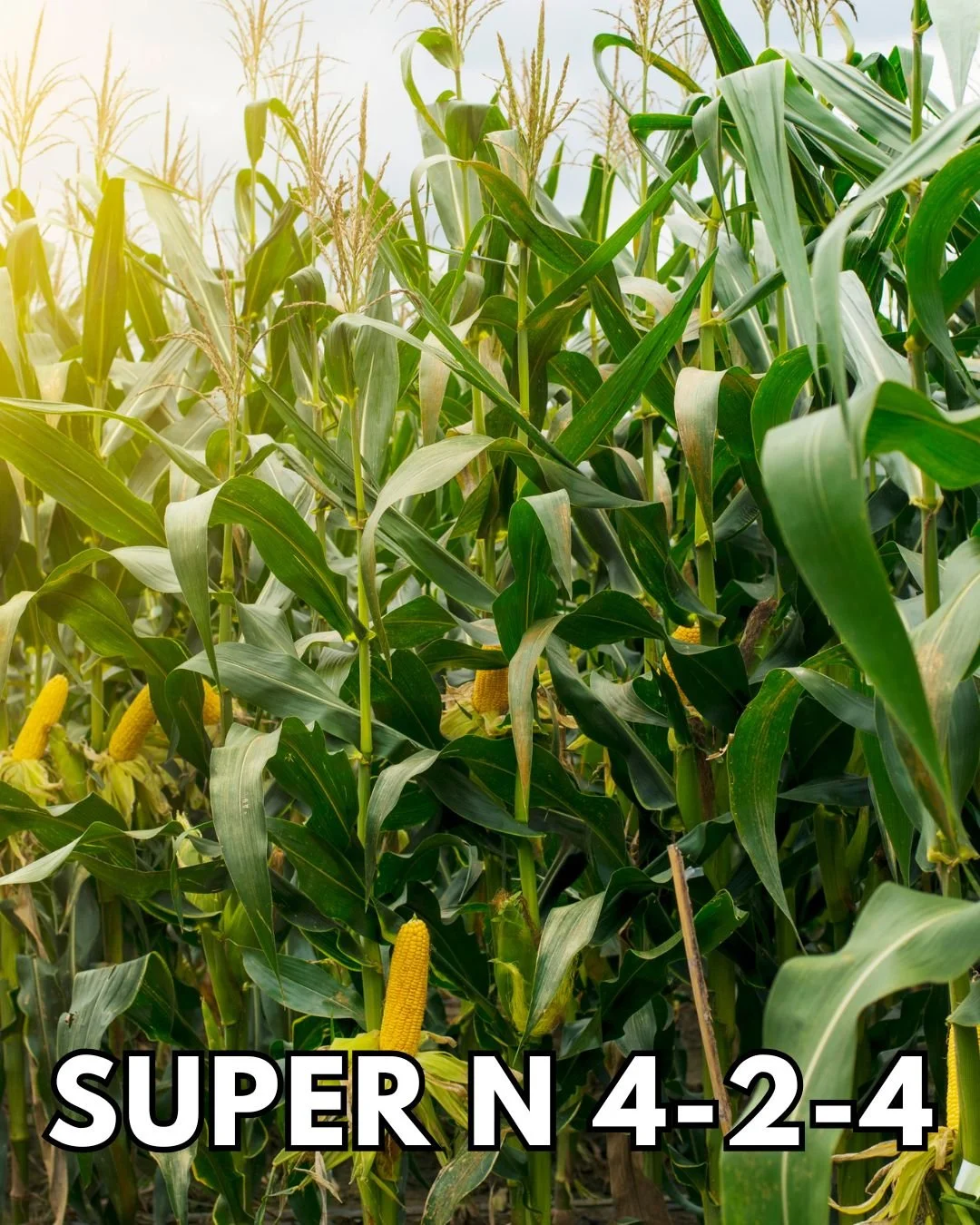 Nitrogen matters, but how you apply it matters more.

Super N provides a steady, efficient nitrogen source to support strong plant growth without the volatility of synthetic options.

Feed your crops without compromising your soil.