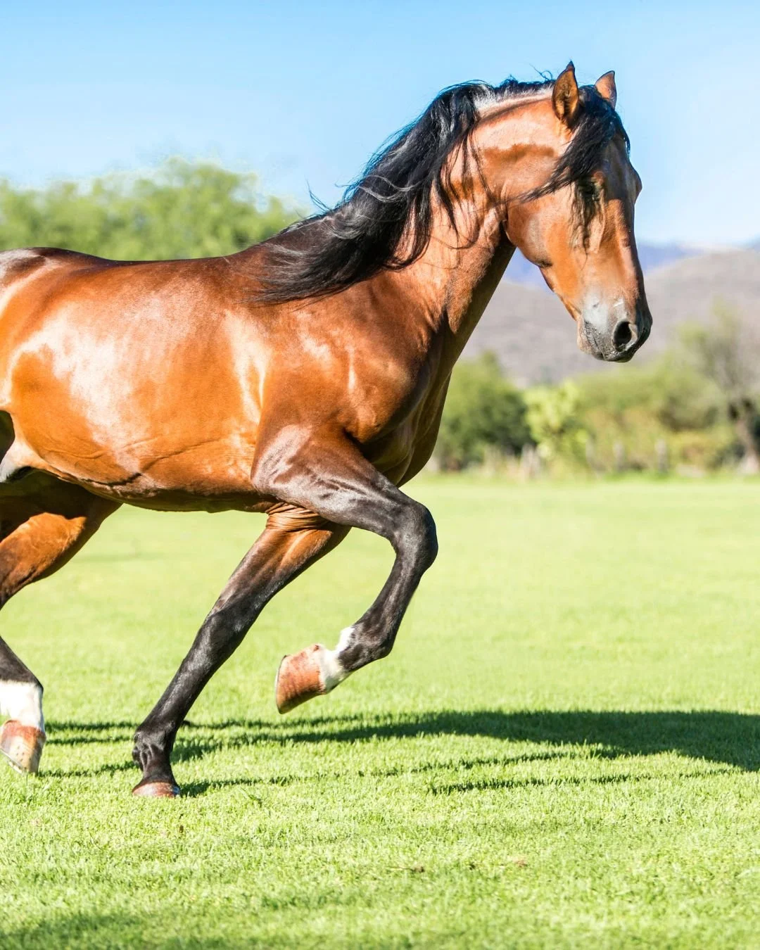 Your horses give everything, they deserve nutrition that keeps up.

Horse Power and Horse Nutri-Balancer work together to support energy, condition, and overall health from the inside out.

Because performance starts with what&rsquo;s in the feed buc