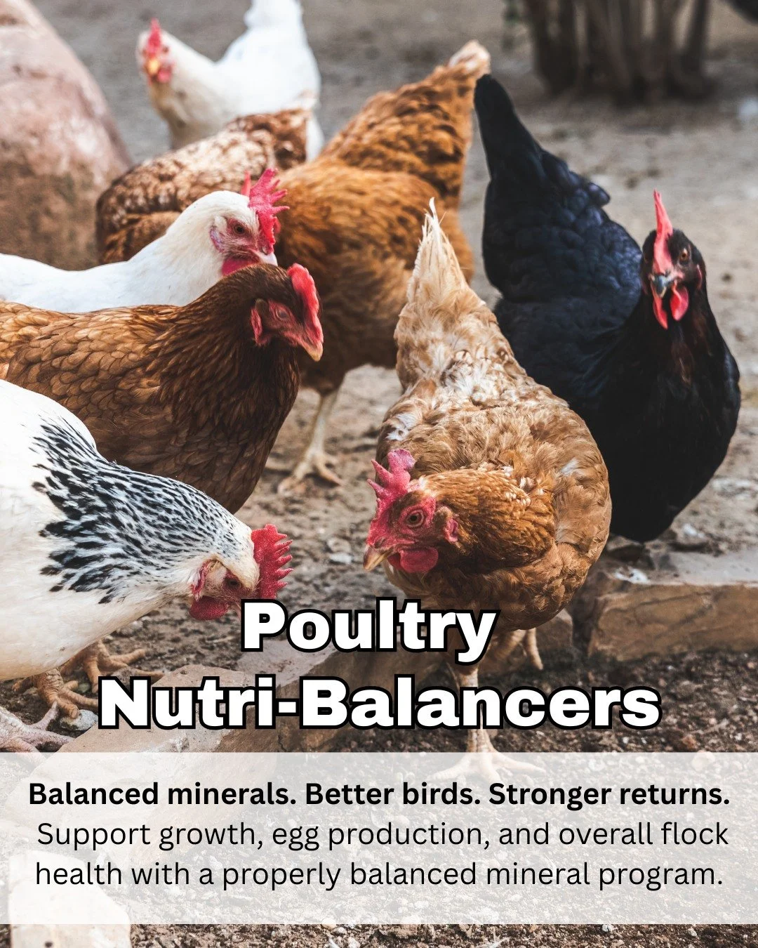 Healthy flocks don&rsquo;t happen by accident, they&rsquo;re built on balanced nutrition from the inside out.
Fertrell&rsquo;s poultry nutri-balancers are formulated to support strong eggshells, consistent production, and overall bird health, without